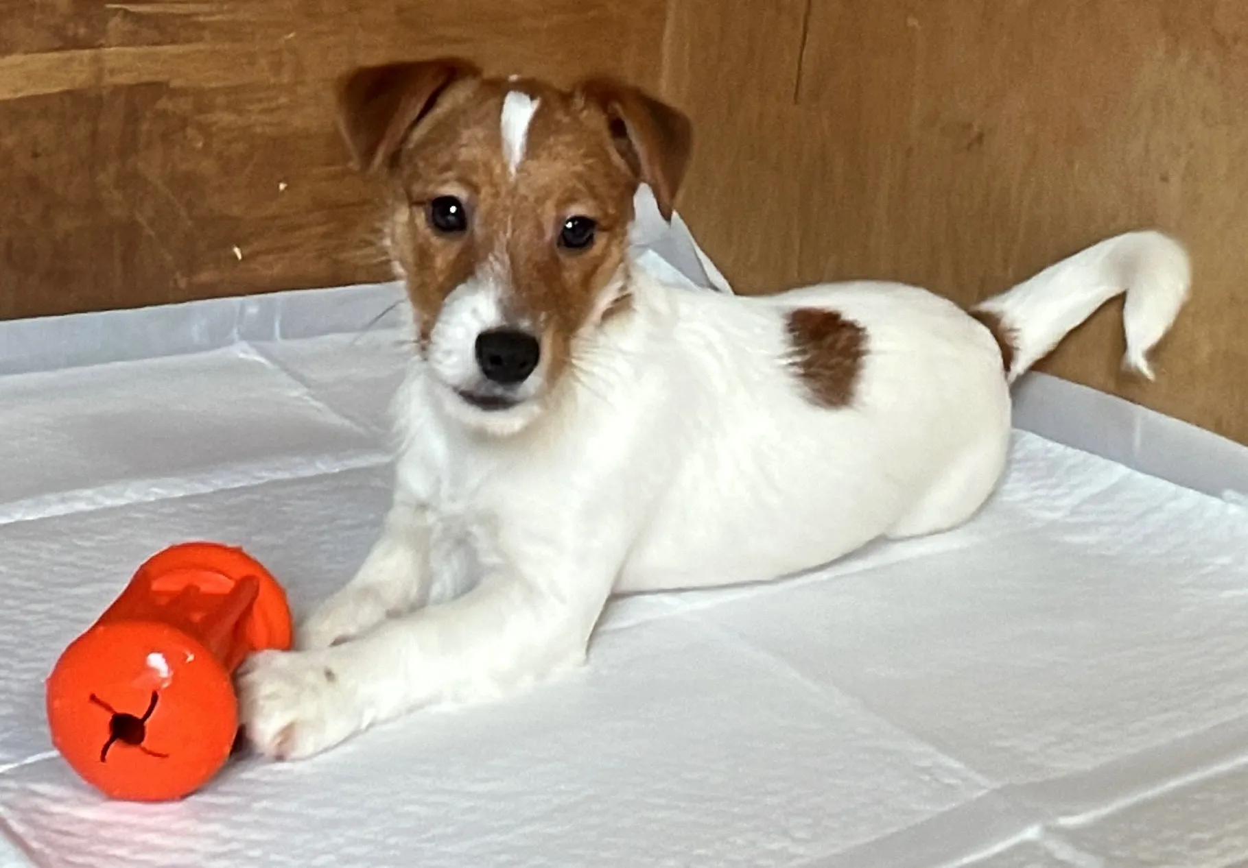 やえ次男くん2024年12月7日生まれ