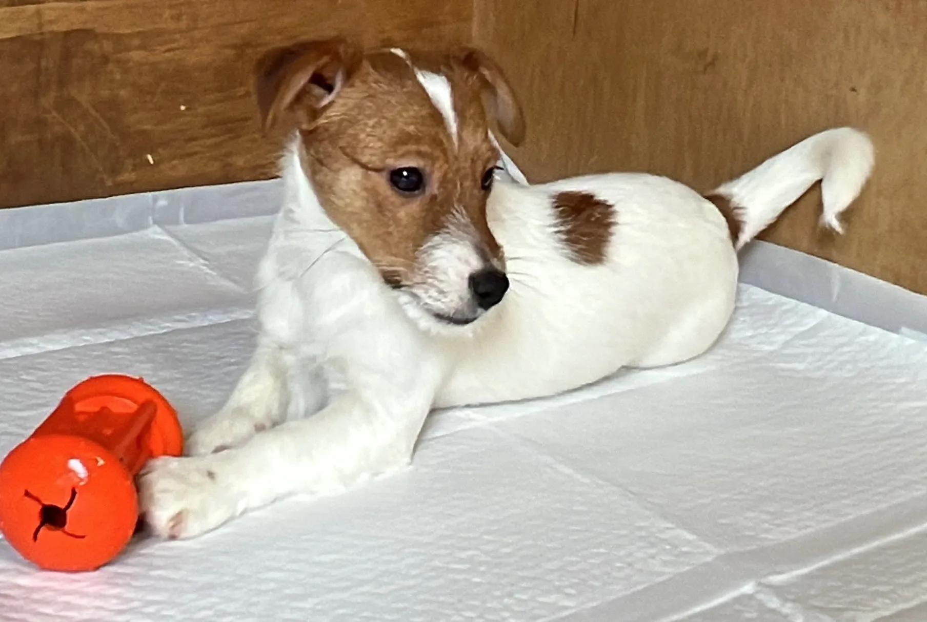 やえ次男くん2024年12月7日生まれ