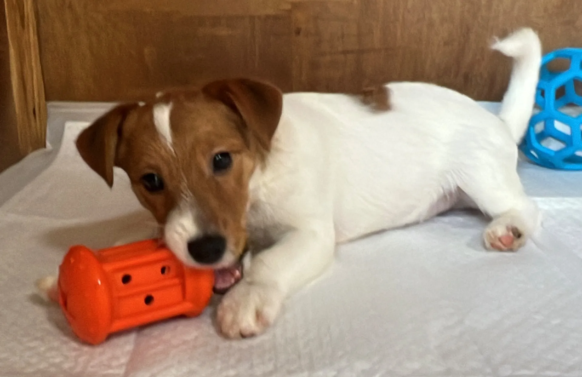 やえ次男くん2024年12月7日生まれ