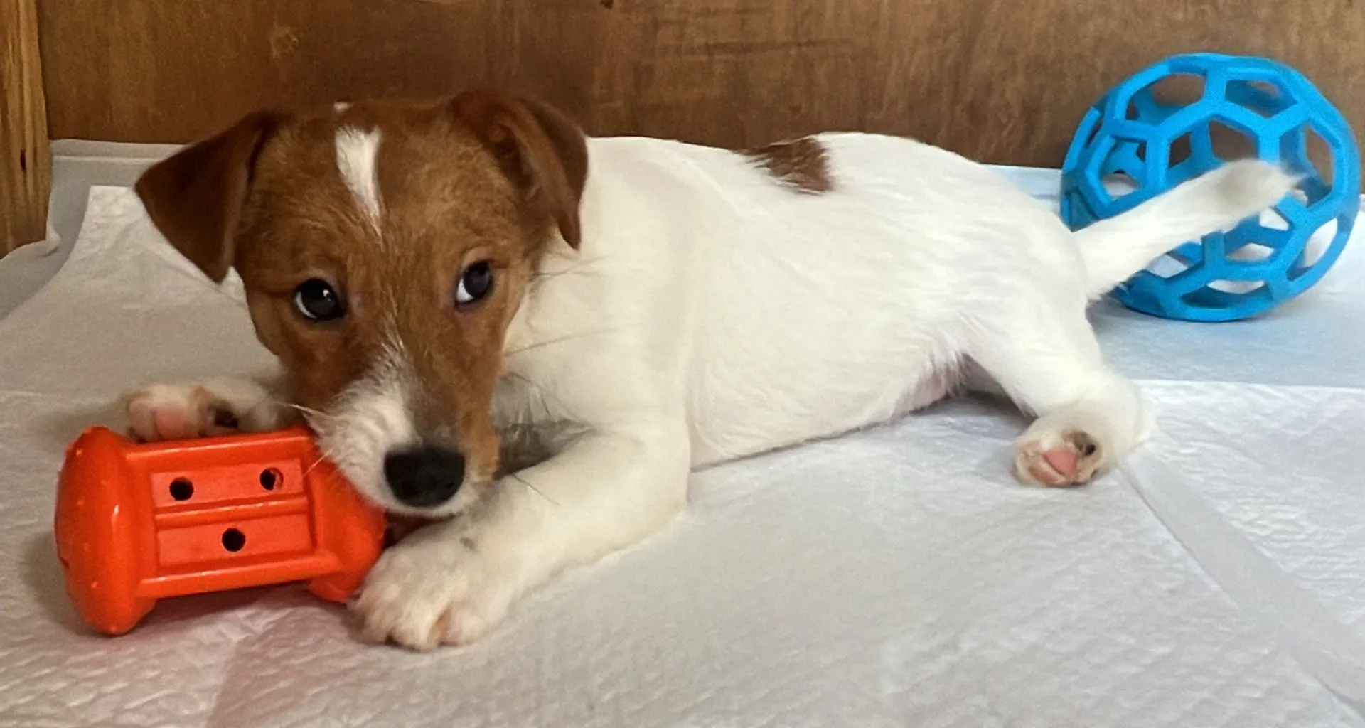 やえ次男くん2024年12月7日生まれ