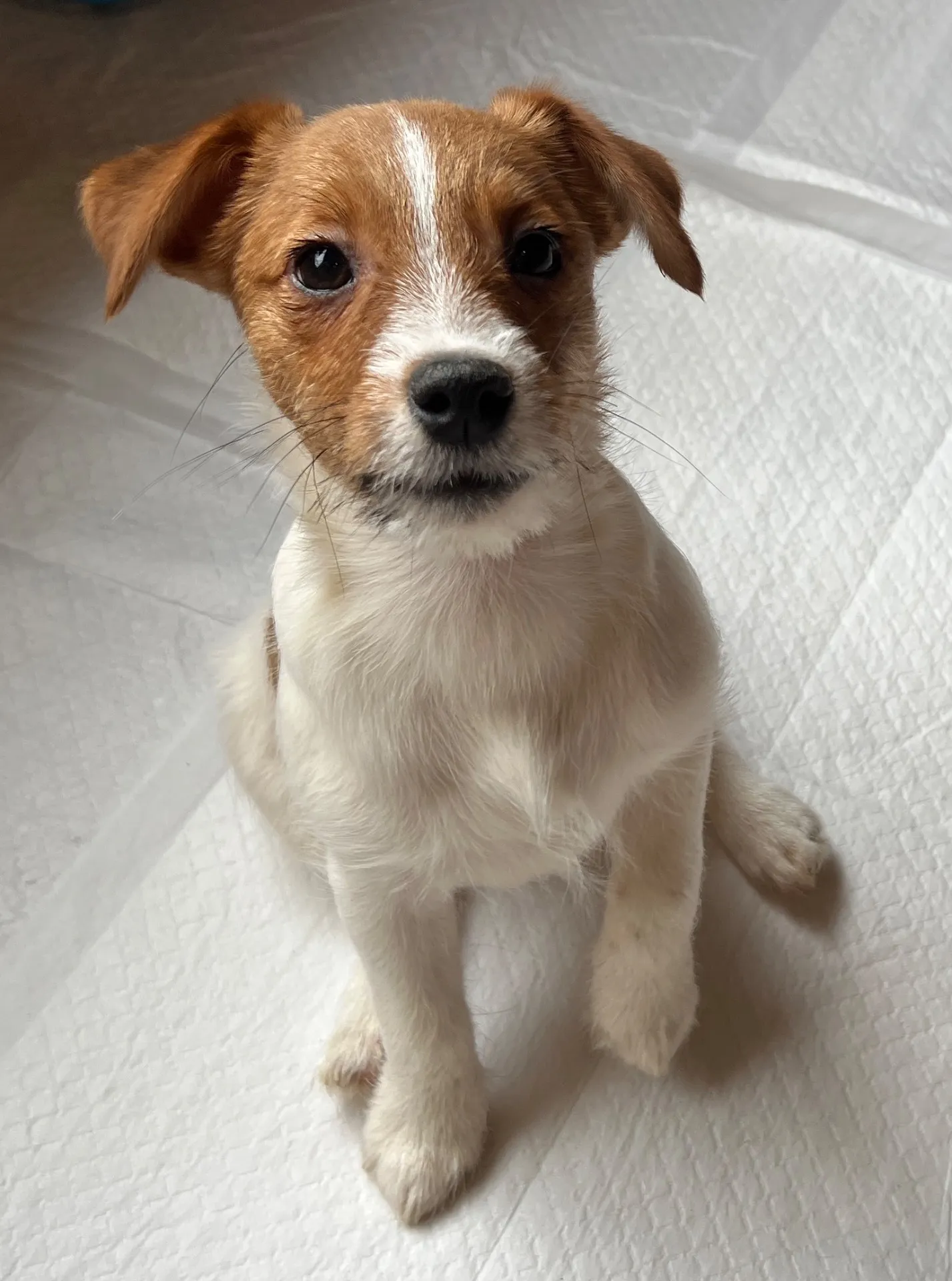 やえ三男くん2024年12月7日生まれ