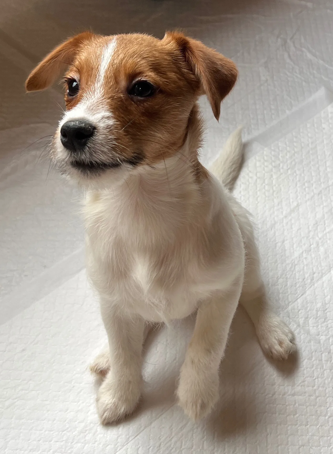 やえ三男くん2024年12月7日生まれ