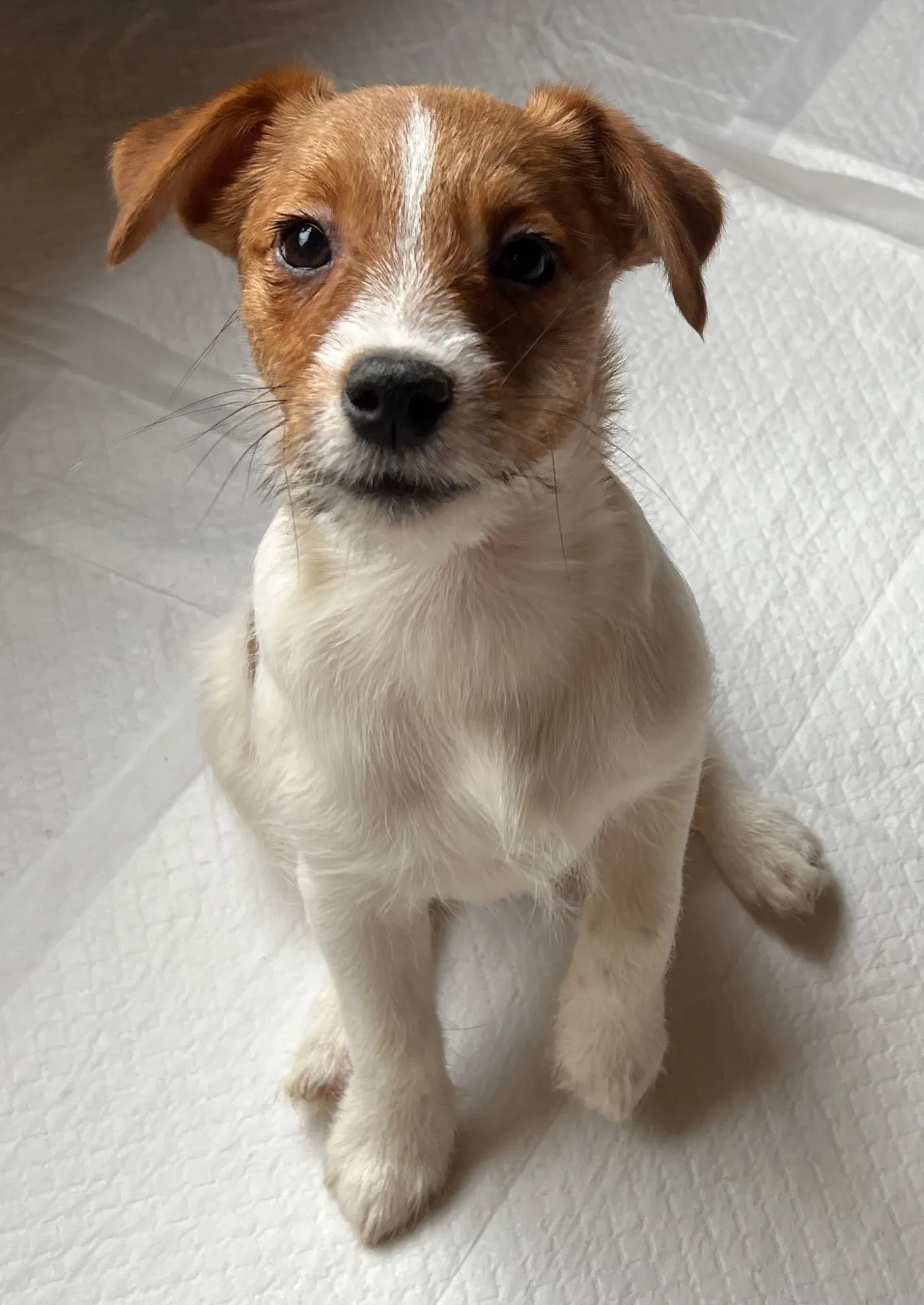 やえ三男くん2024年12月7日生まれ