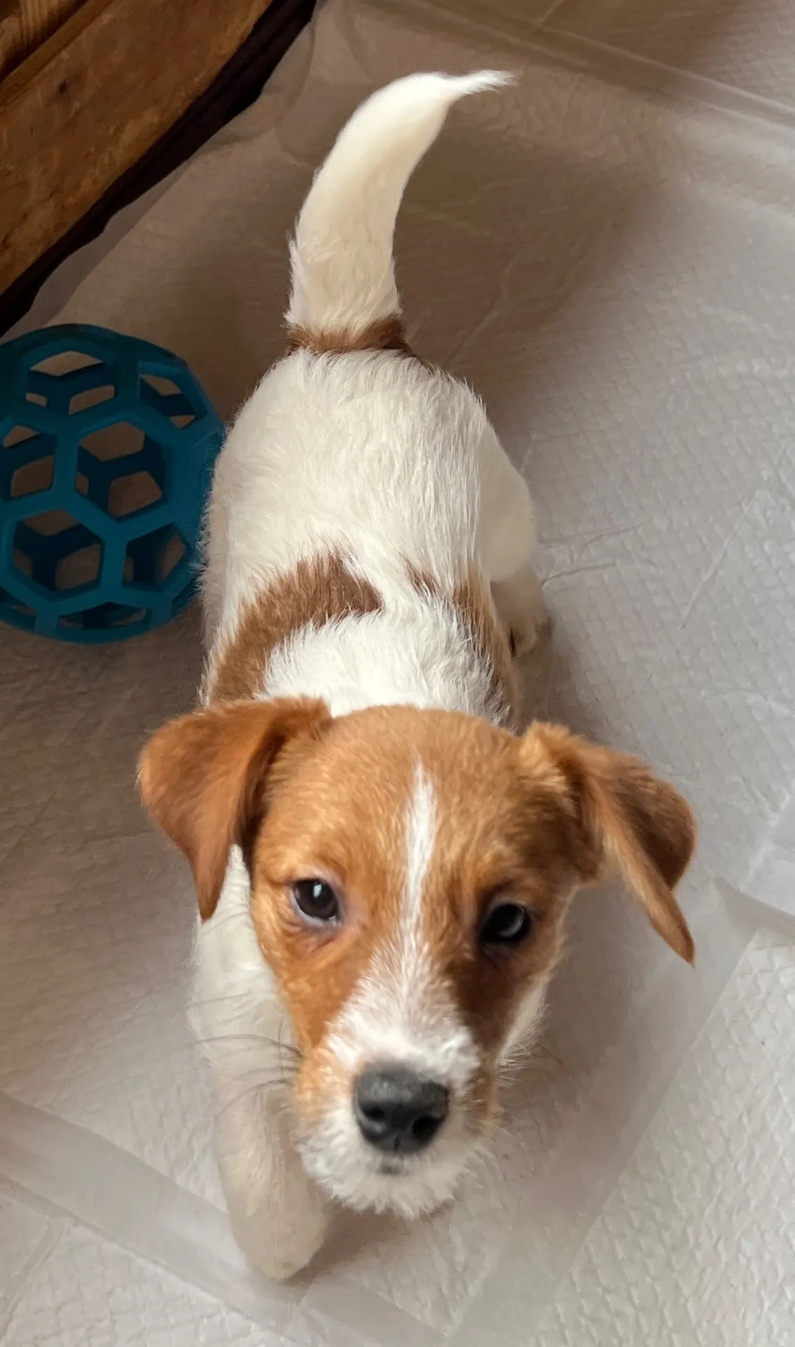 やえ三男くん2024年12月7日生まれ