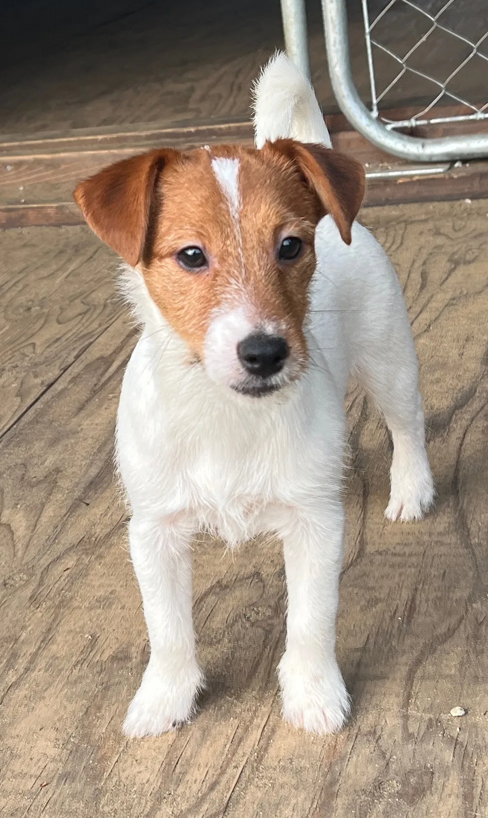 やえ次男くん2024年12月7日生まれ