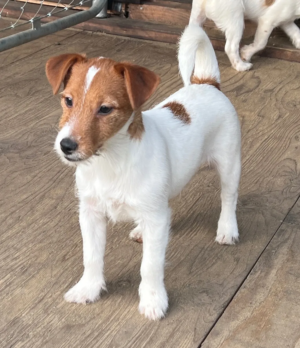 やえ次男くん2024年12月7日生まれ