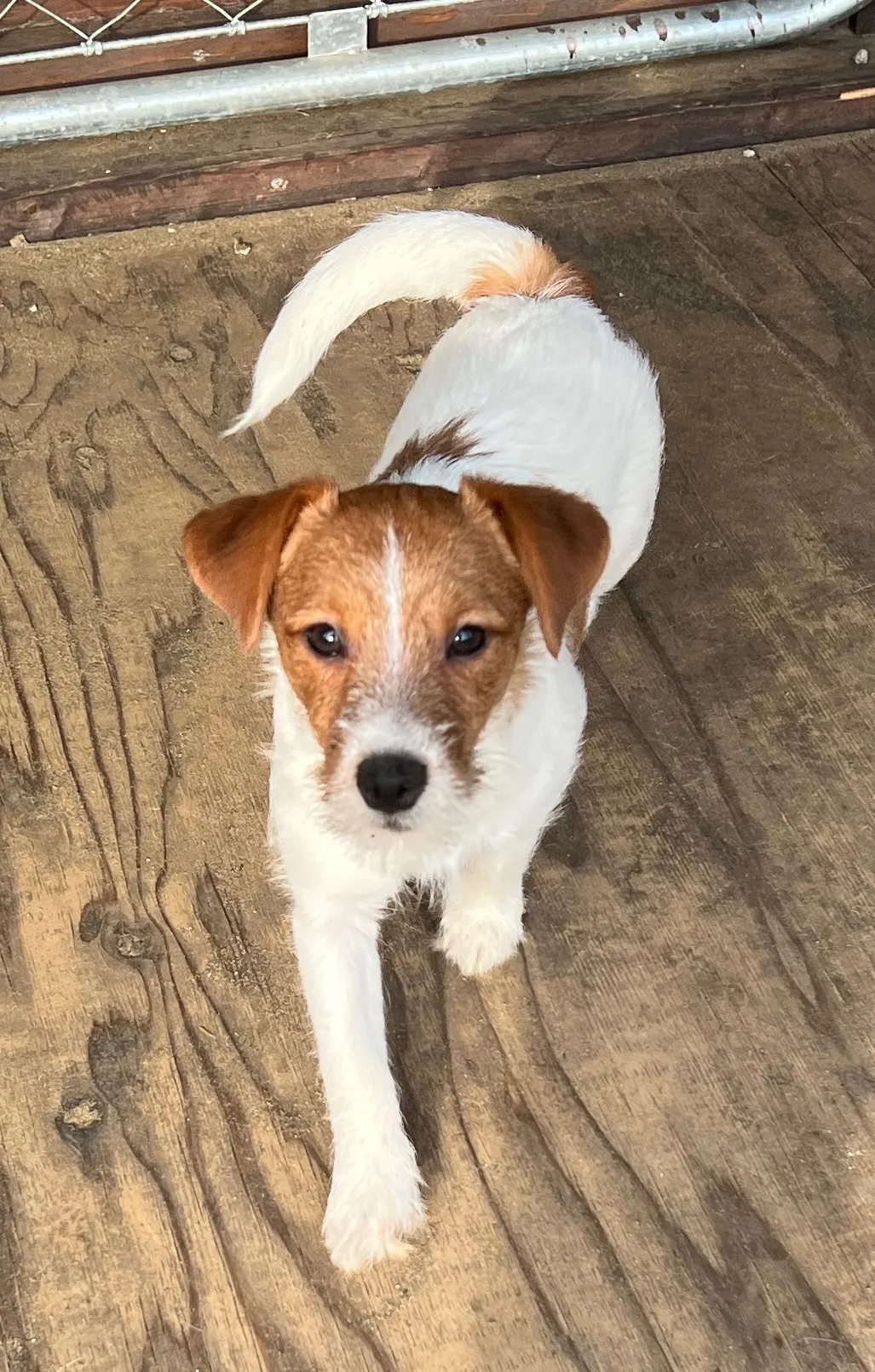 やえ三男くん2024年12月7日生まれ