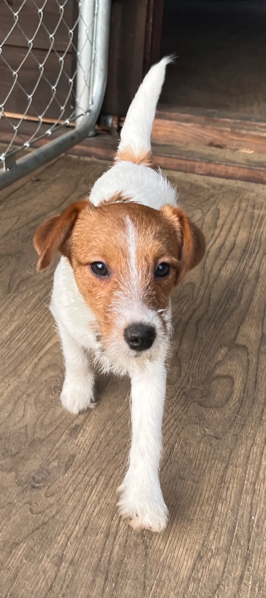 やえ三男くん2024年12月7日生まれ