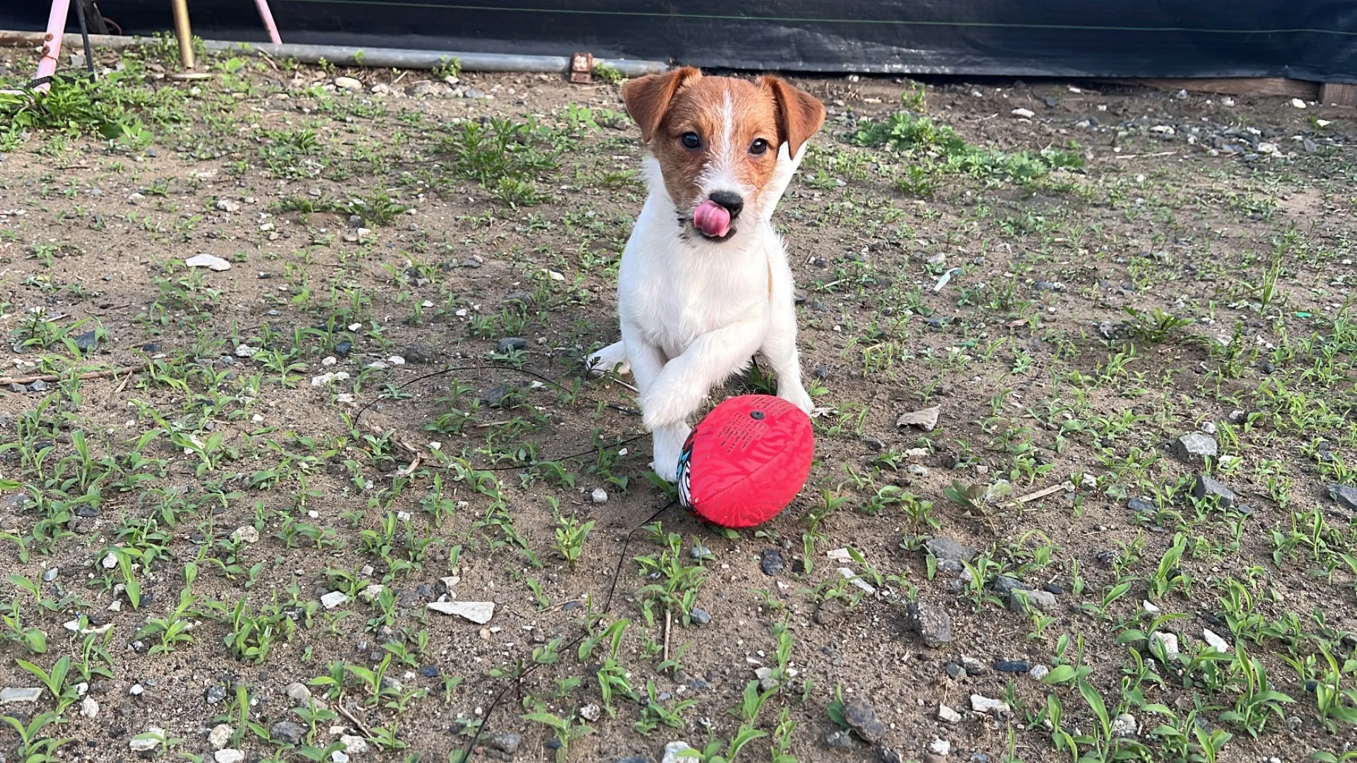 やえ三男くん2024年12月7日生まれ