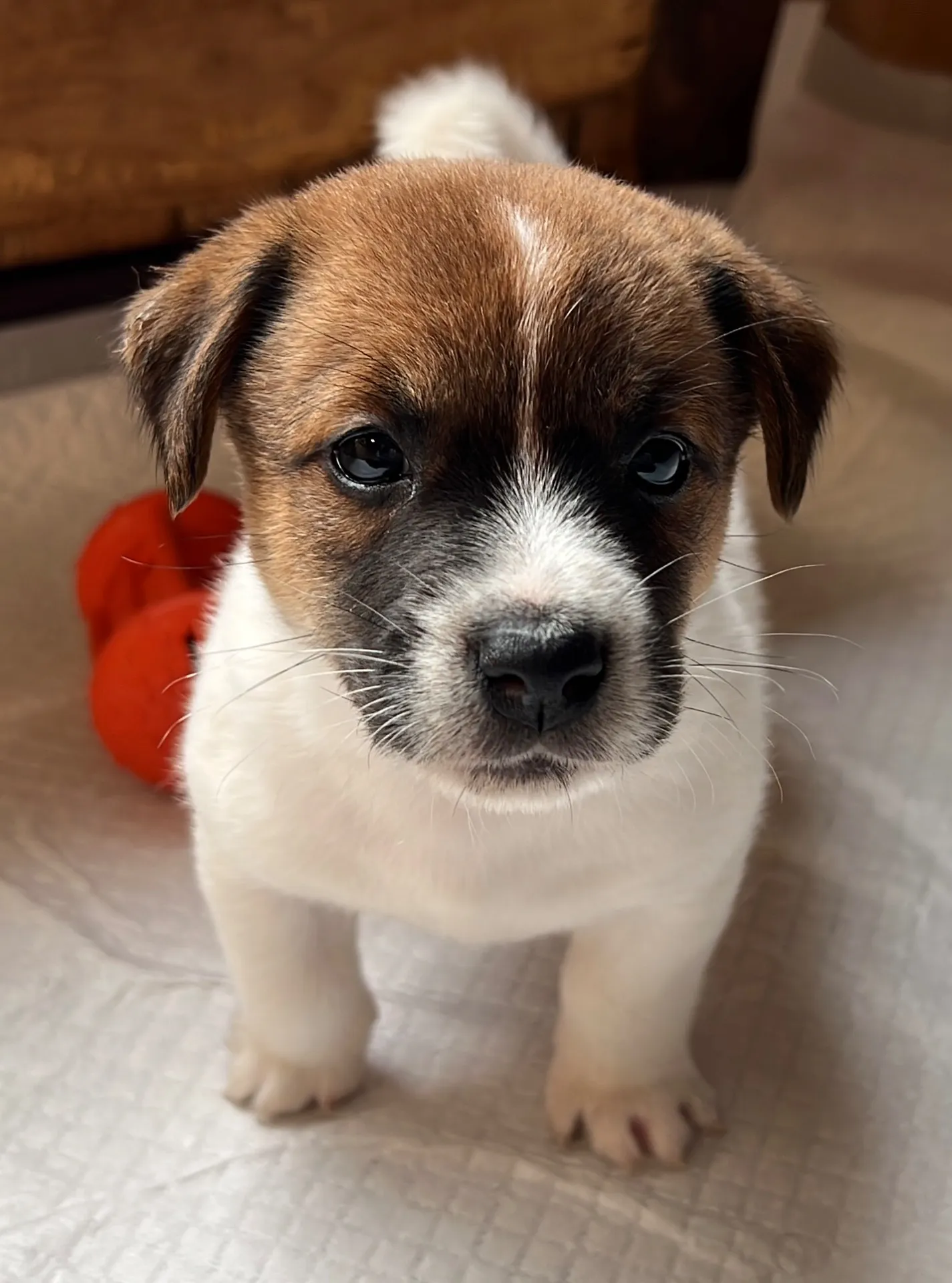 アナ四男くん2025年2月21日生まれ