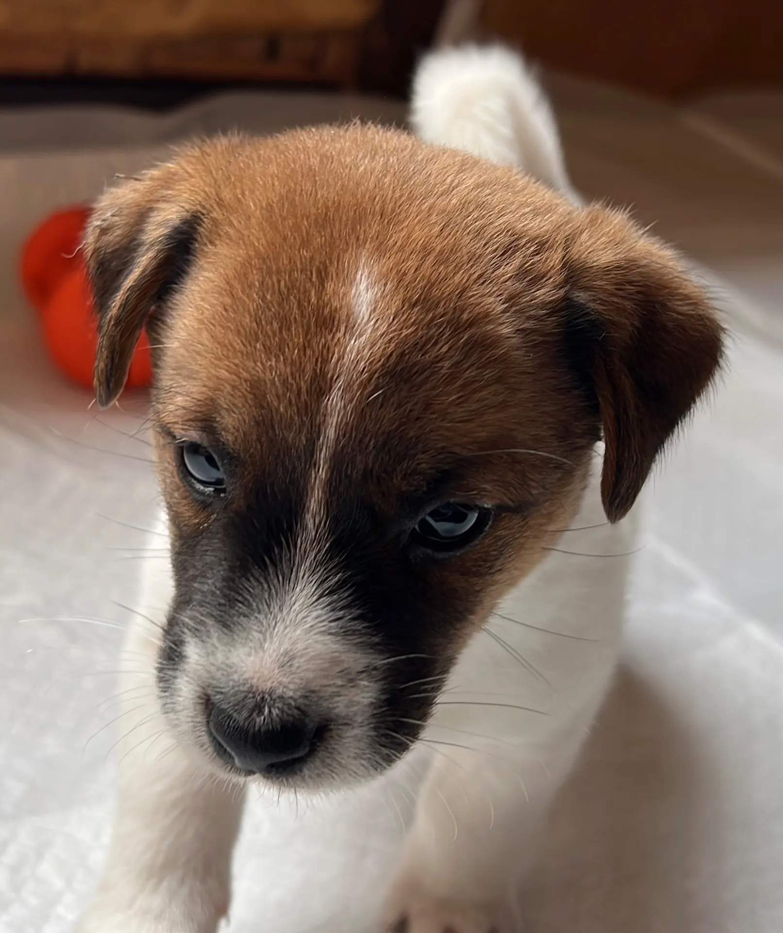 アナ四男くん2025年2月21日生まれ