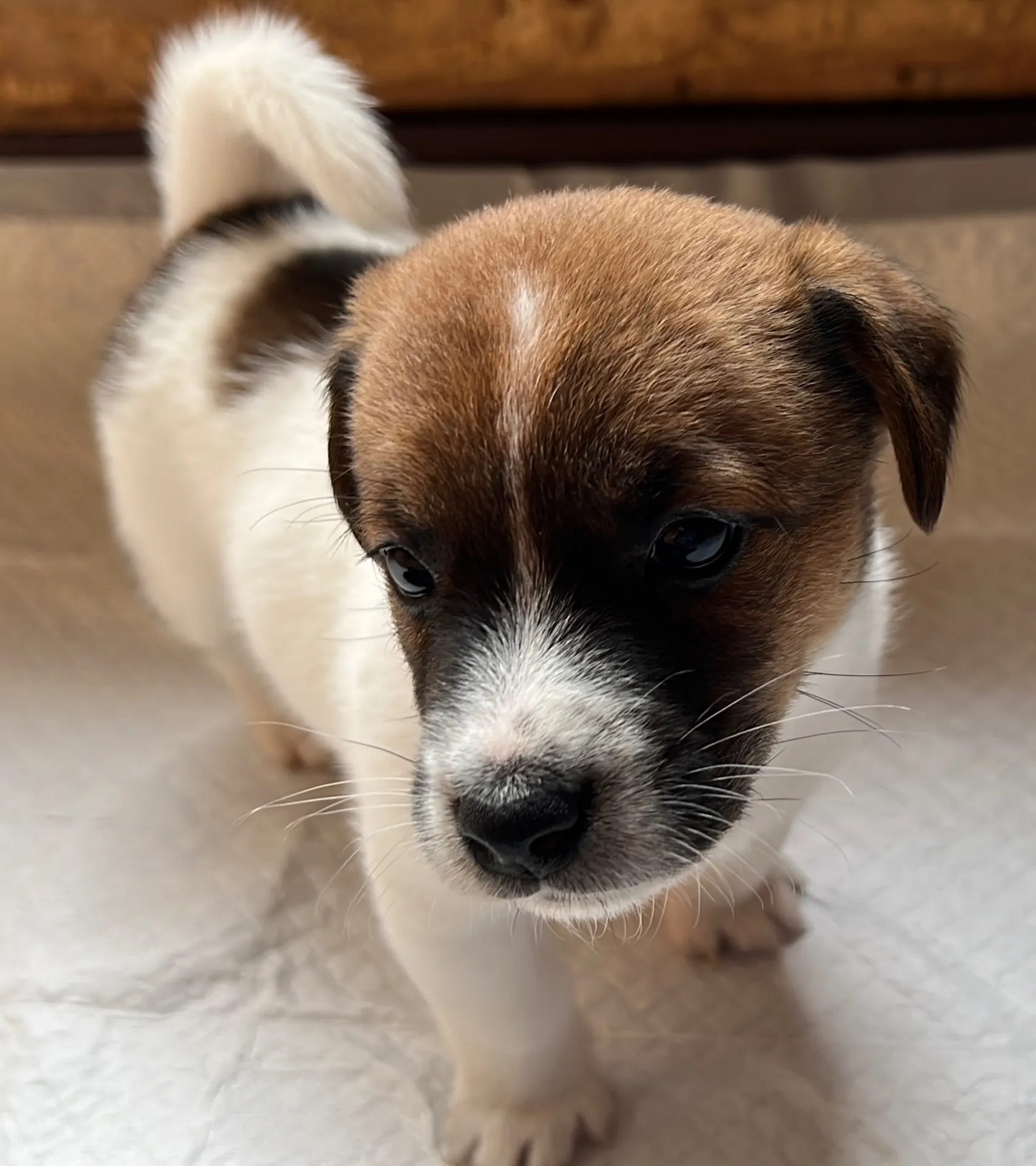 アナ四男くん2025年2月21日生まれ