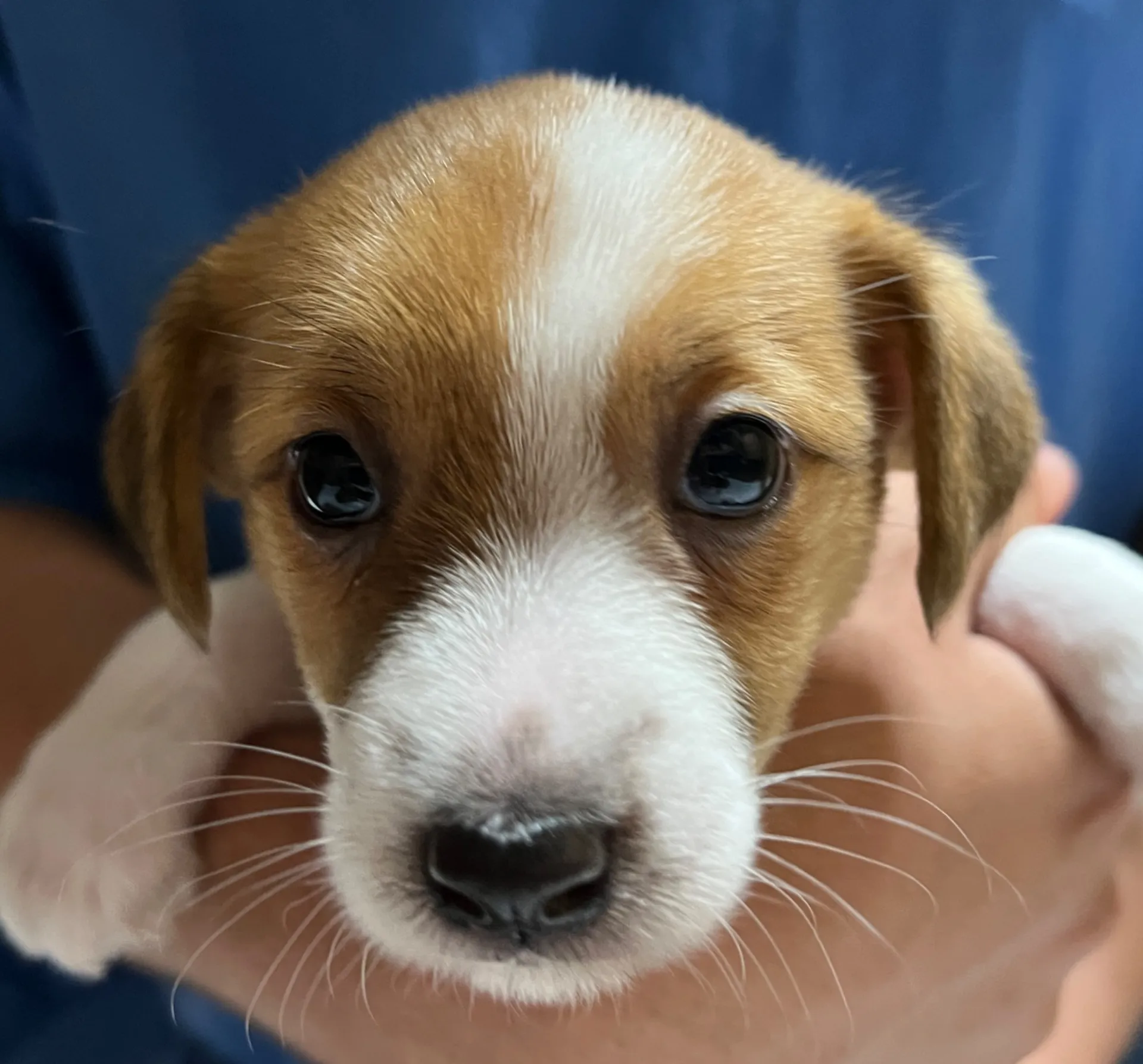 スージー次女ちゃん、2025年3月23日生まれ