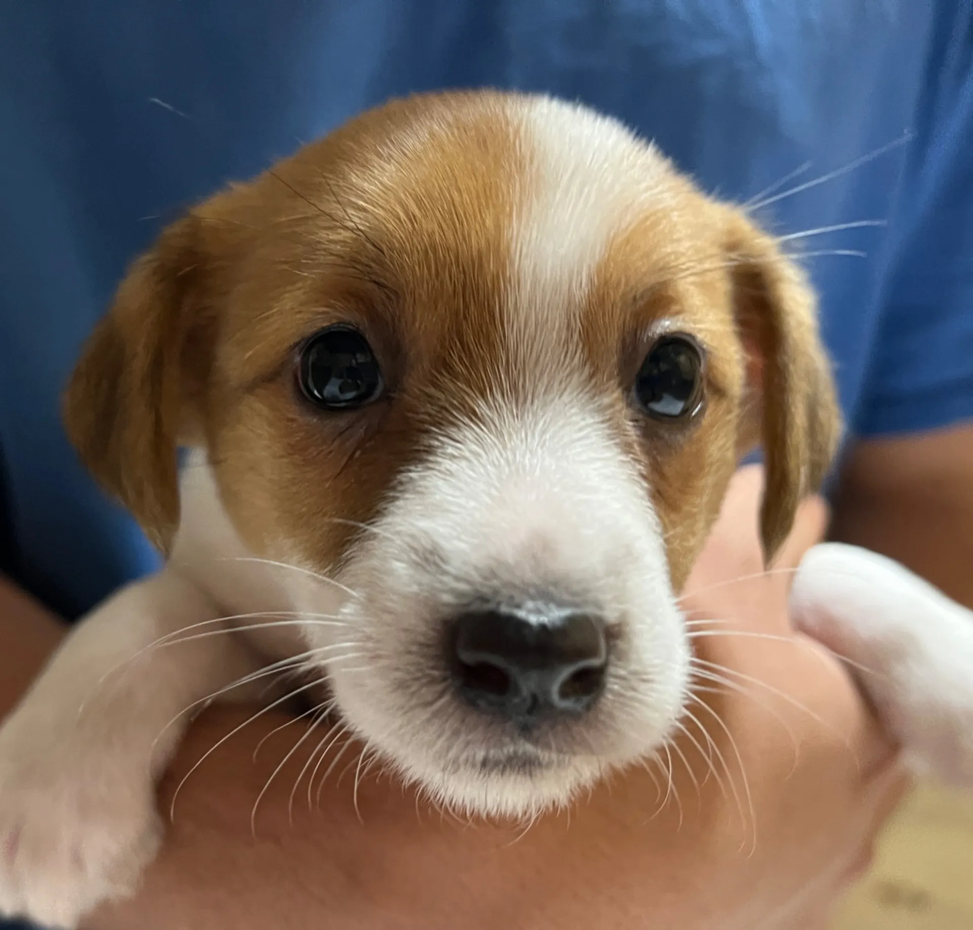 スージー次女ちゃん、2025年3月23日生まれ