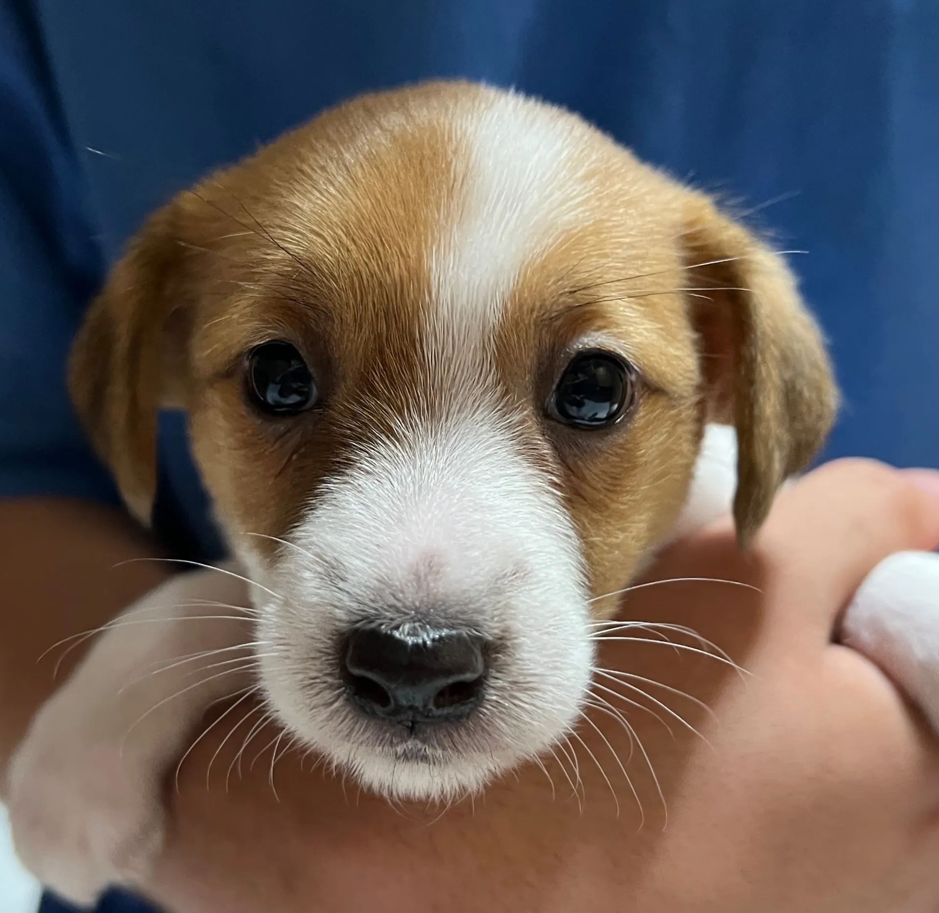 スージー次女ちゃん、2025年3月23日生まれ
