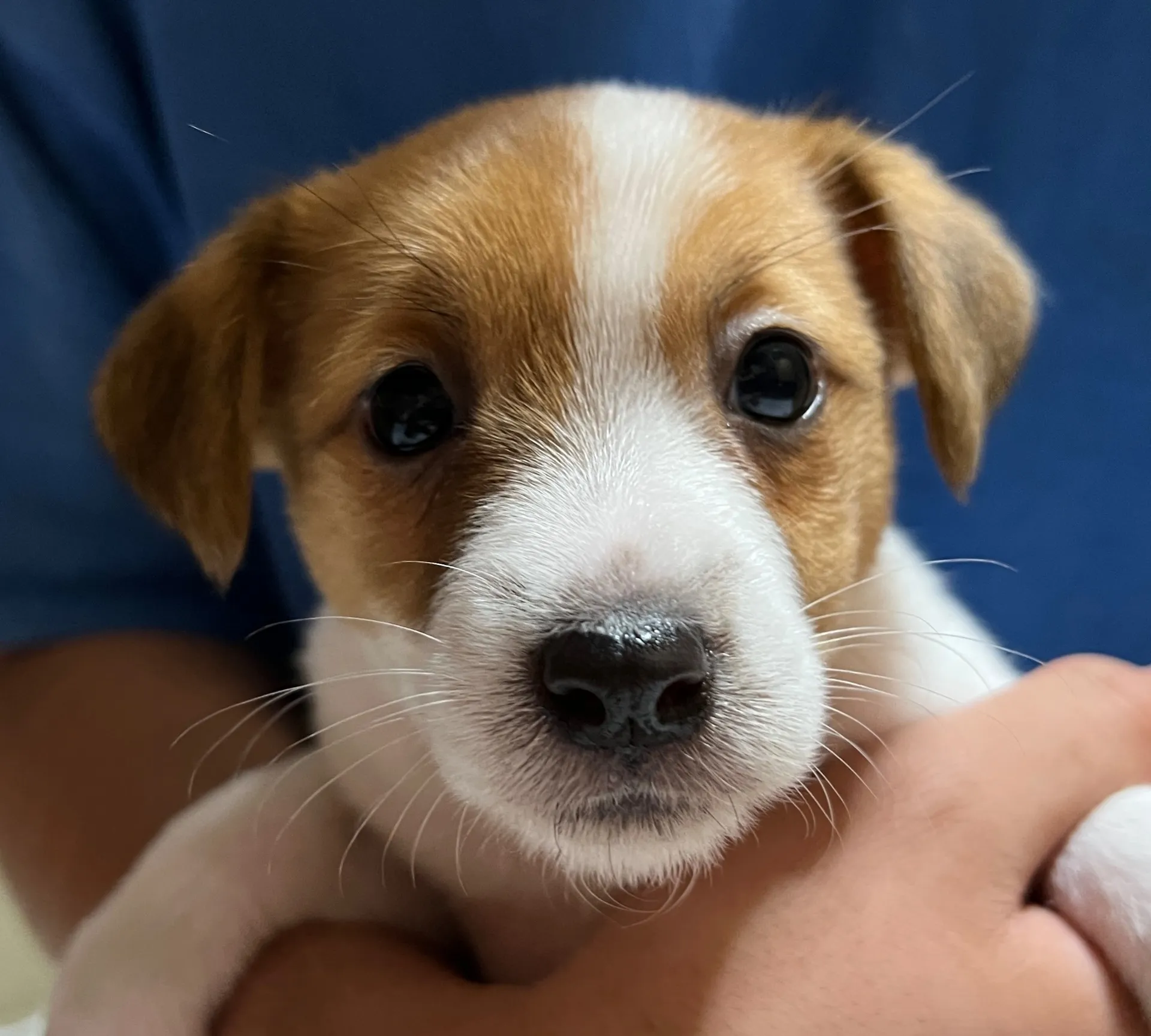 スージー次女ちゃん、2025年3月23日生まれ