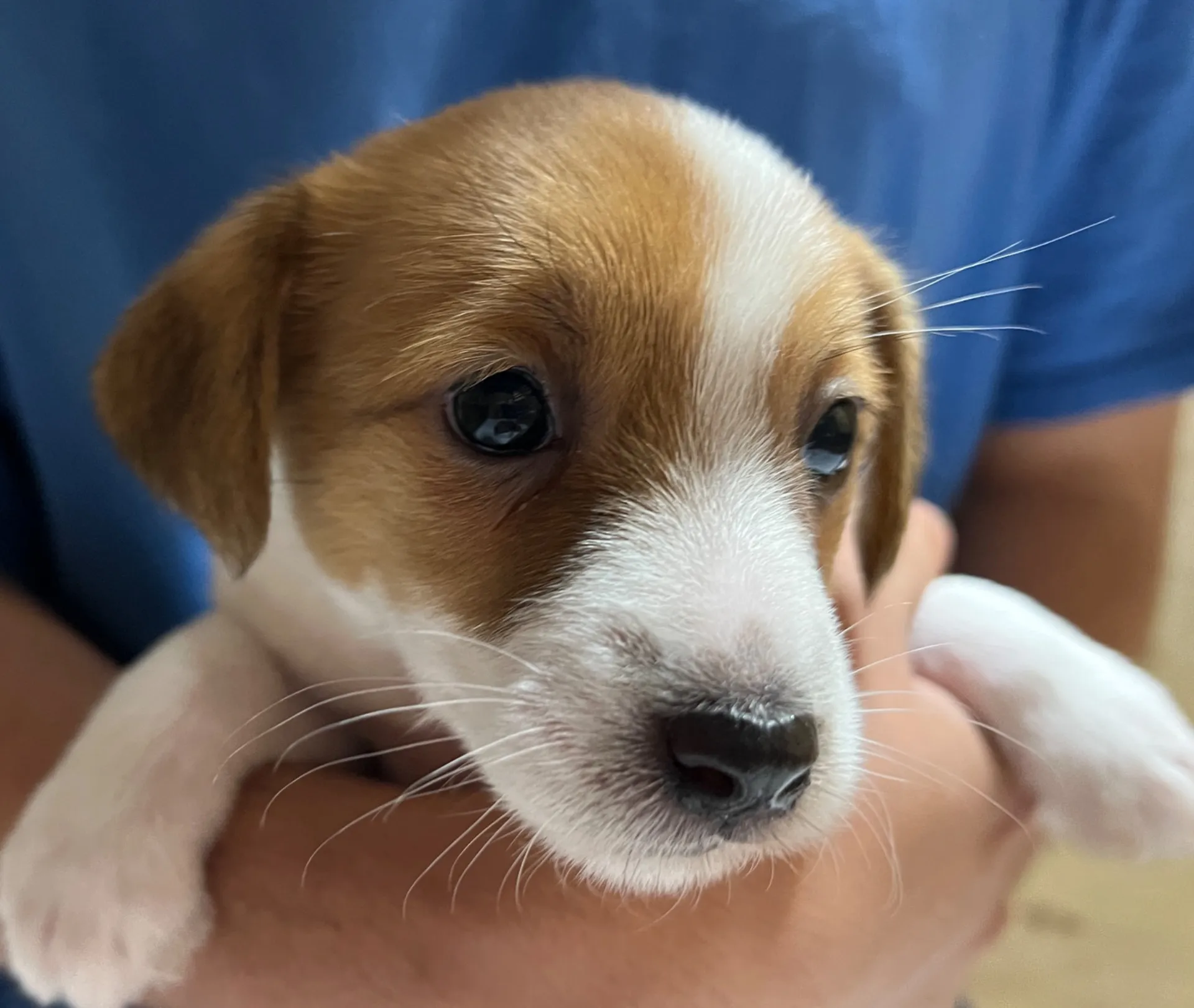 スージー次女ちゃん、2025年3月23日生まれ