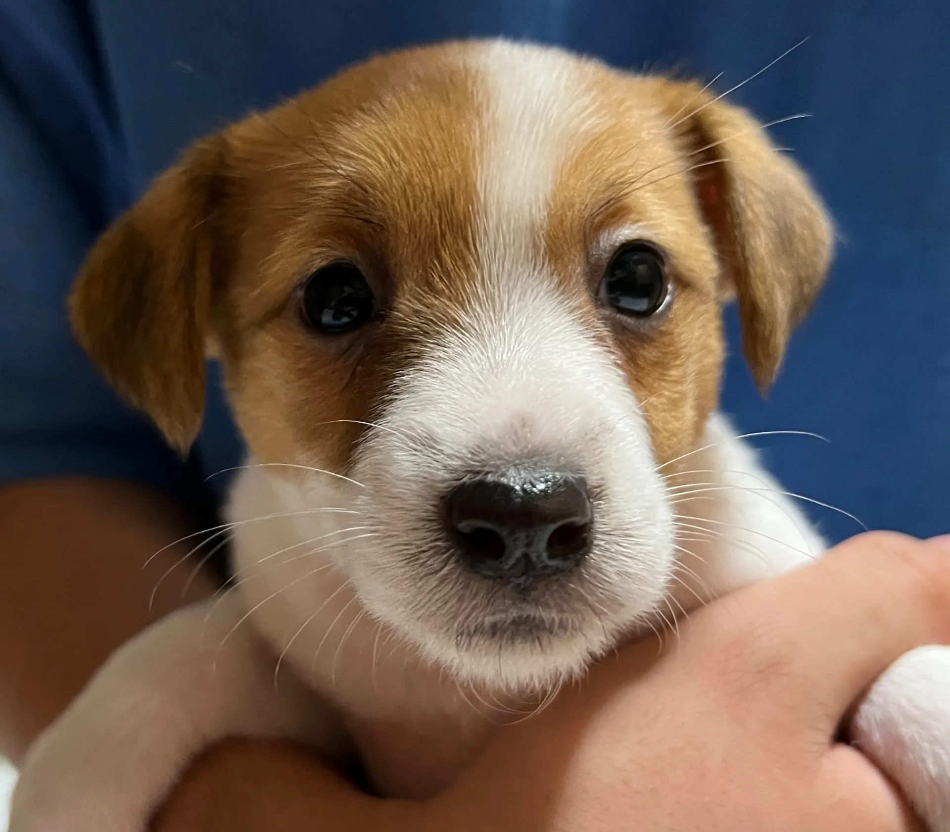 スージー次女ちゃん、2025年3月23日生まれ