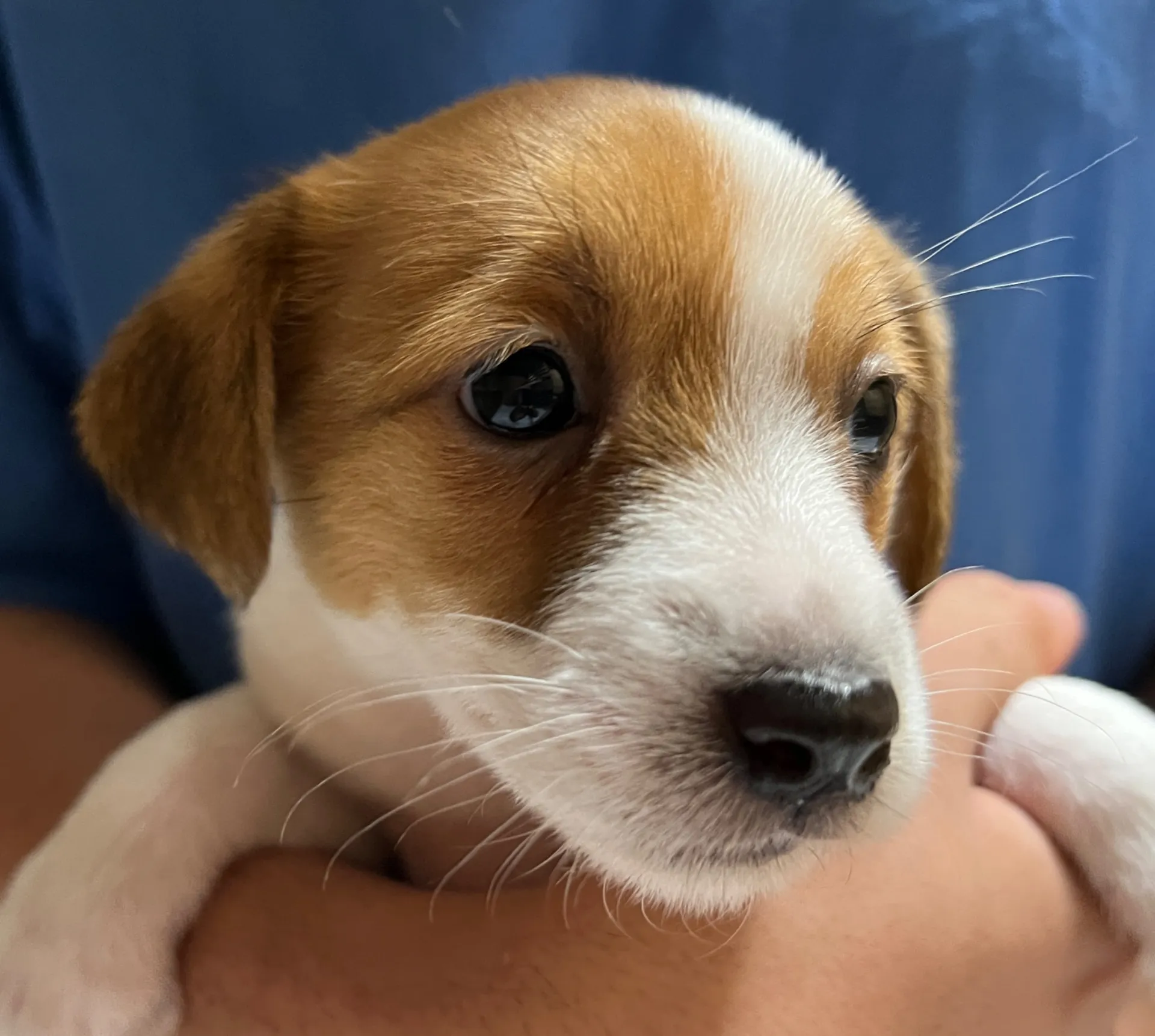 スージー次女ちゃん、2025年3月23日生まれ