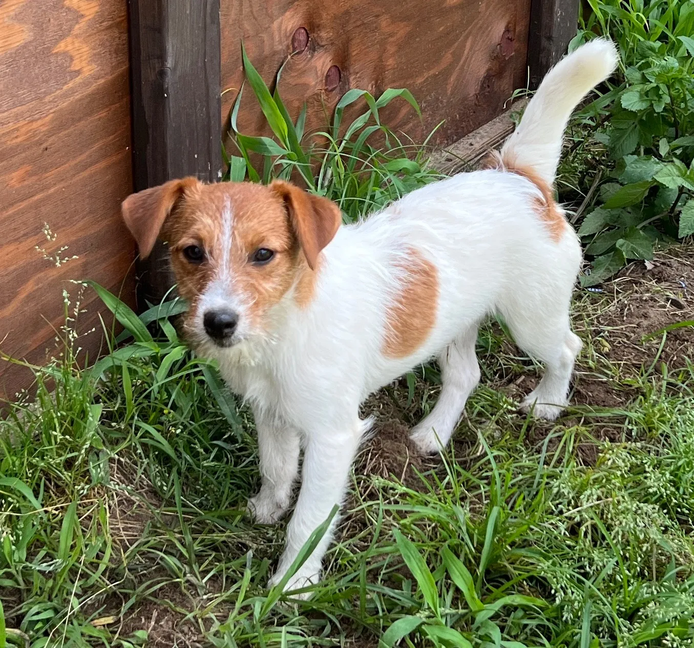 やえ三男くん2024年12月7日生まれ