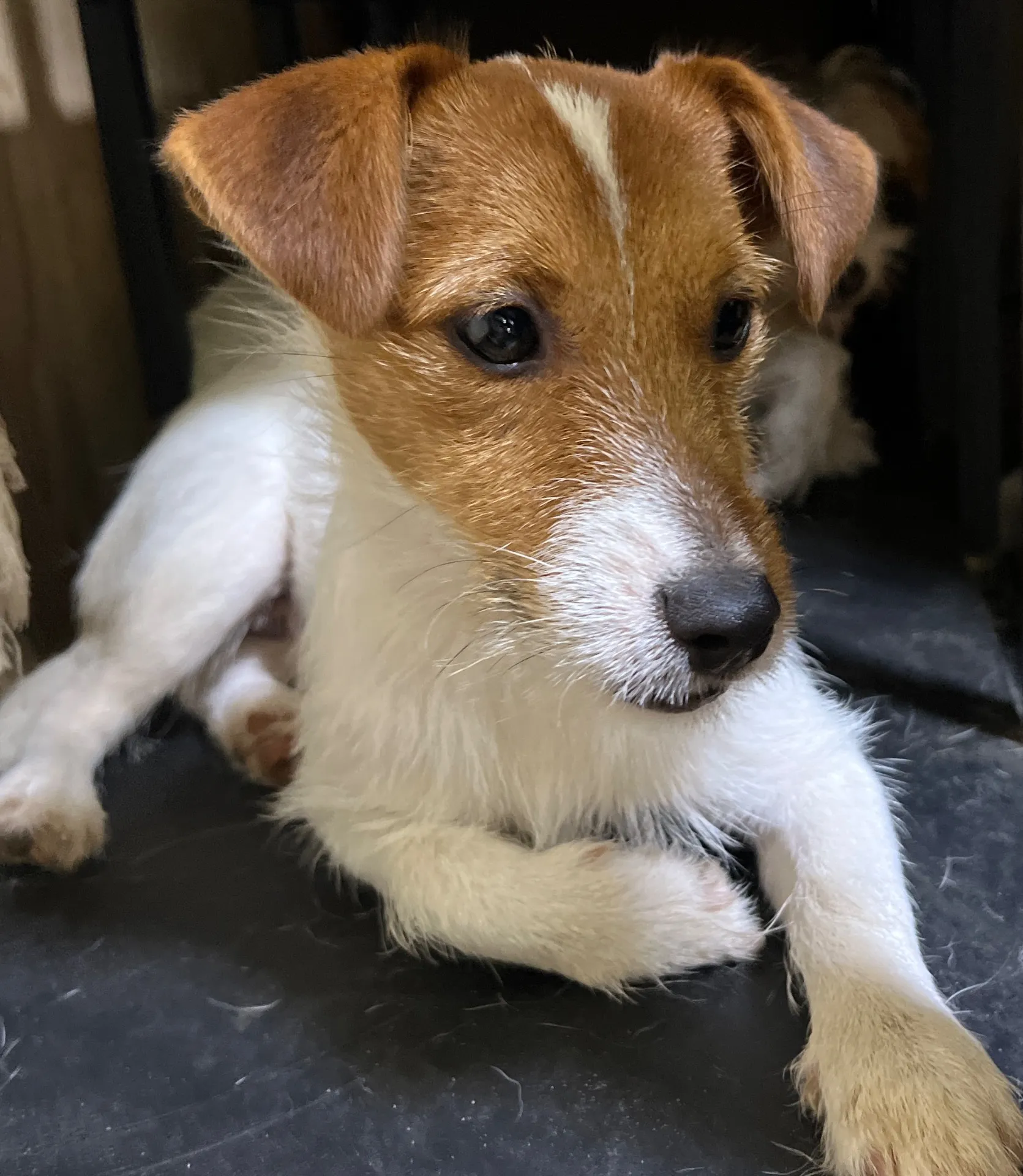 やえ次男くん2024年12月7日生まれ