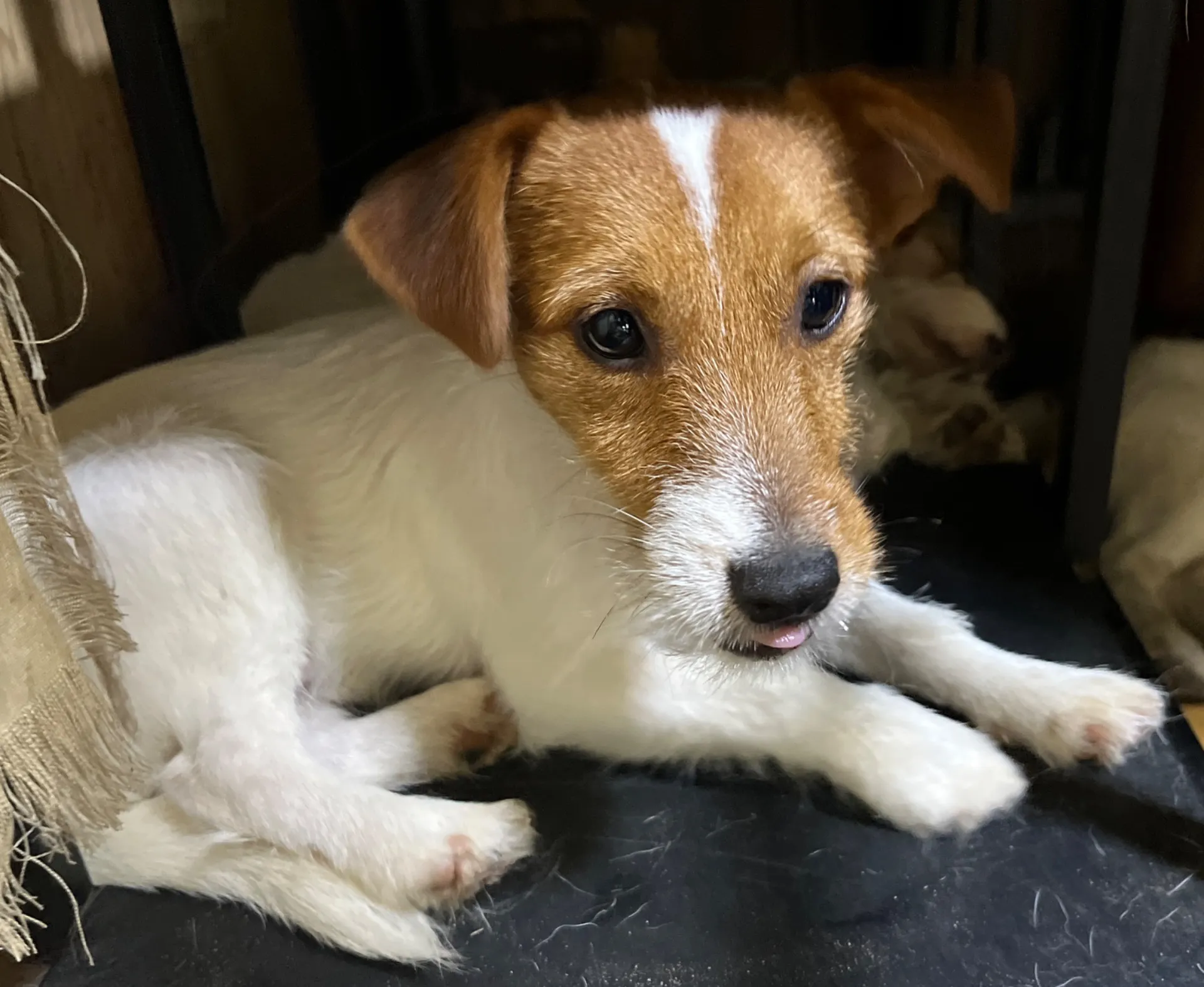 やえ次男くん2024年12月7日生まれ