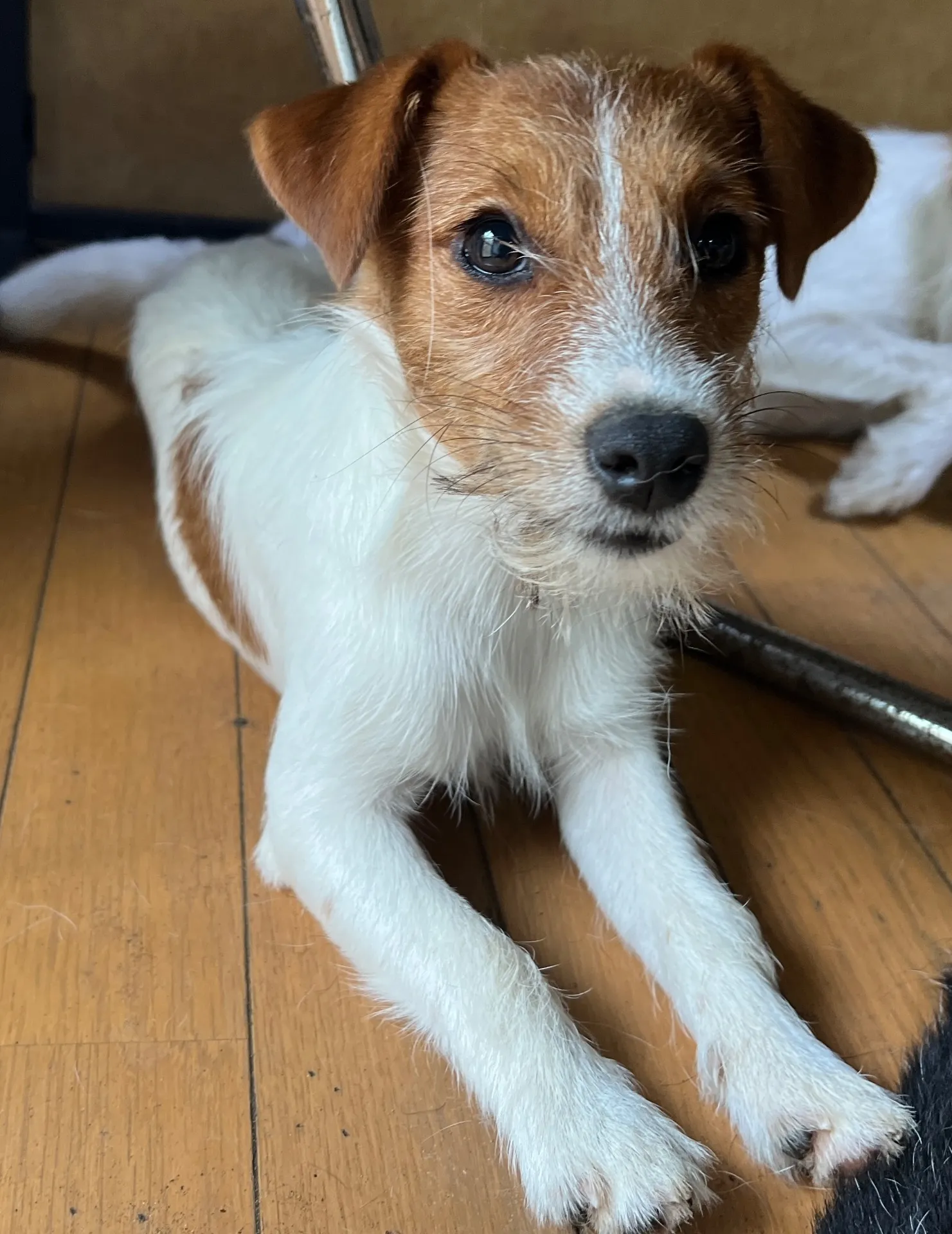 やえ三男くん2024年12月7日生まれ