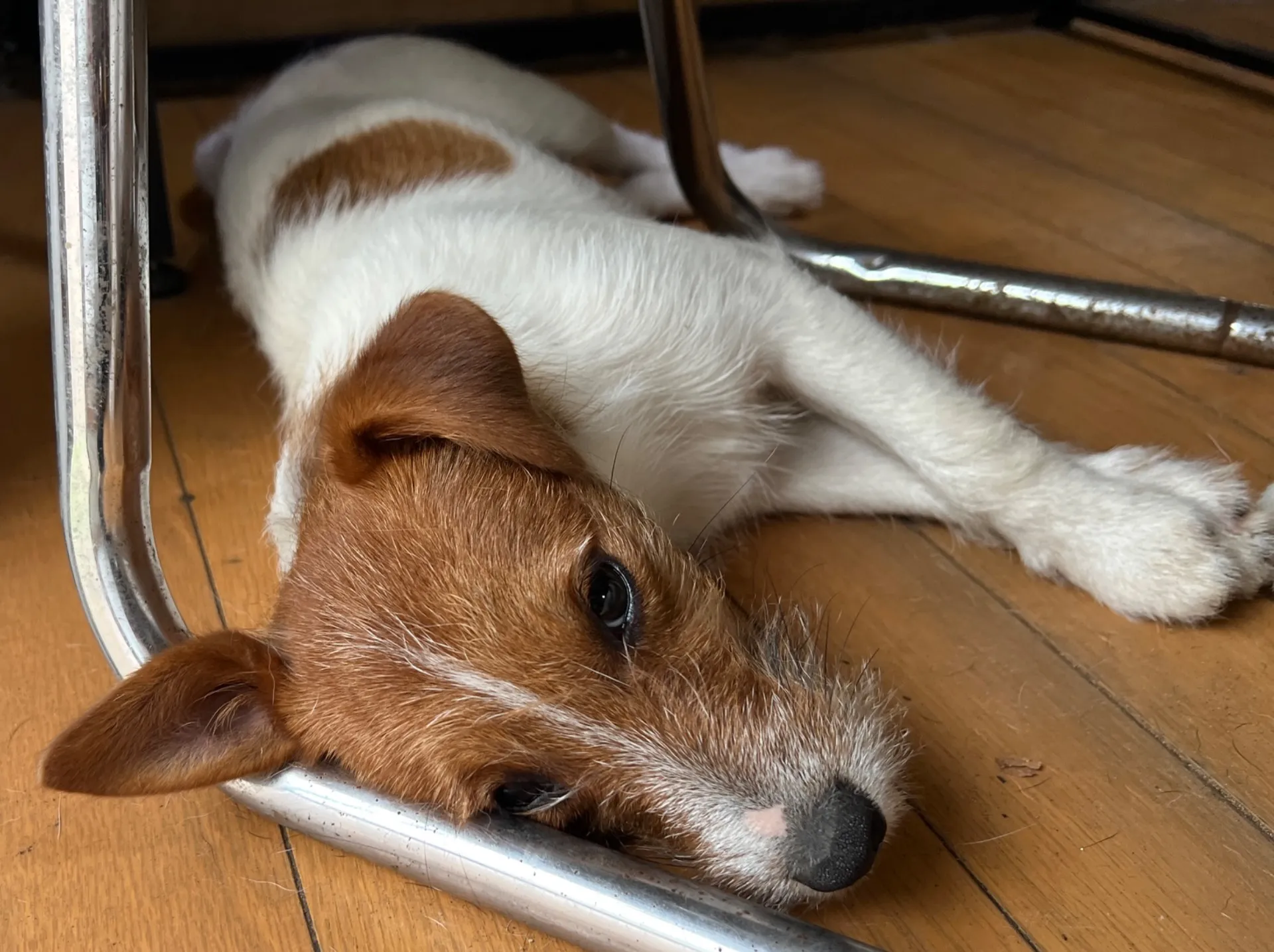 やえ三男くん2024年12月7日生まれ