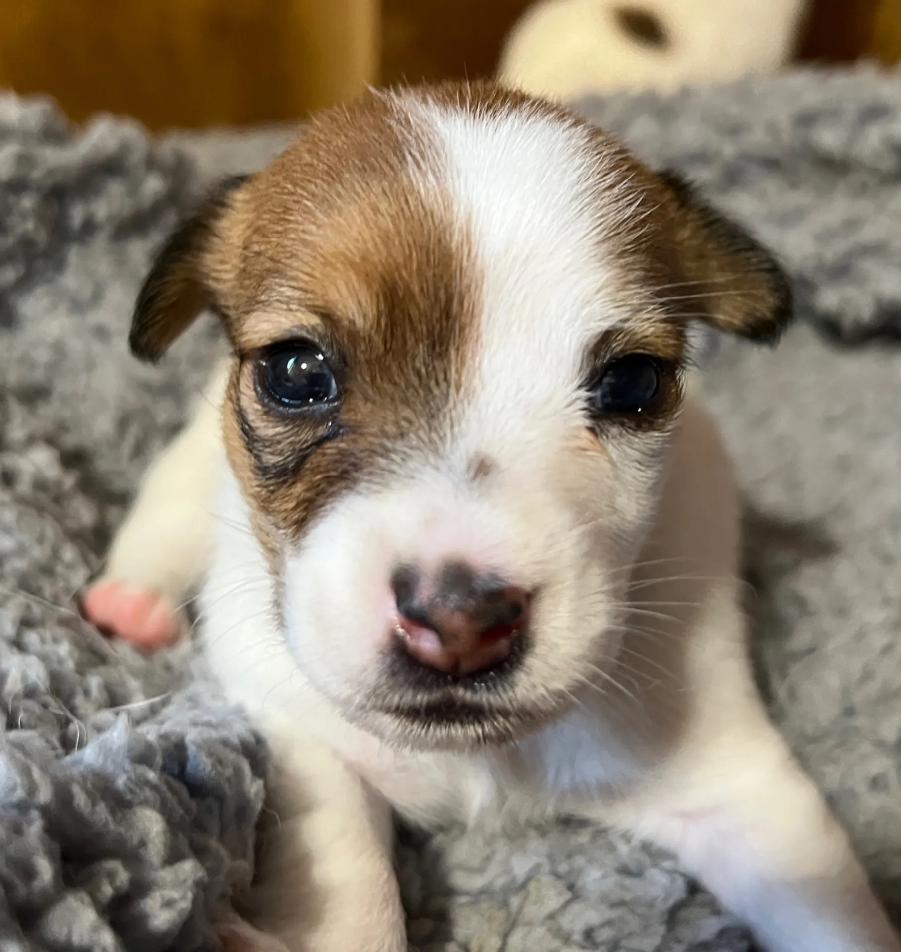 くろみつ次女ちゃん、2025年6月11日生まれ