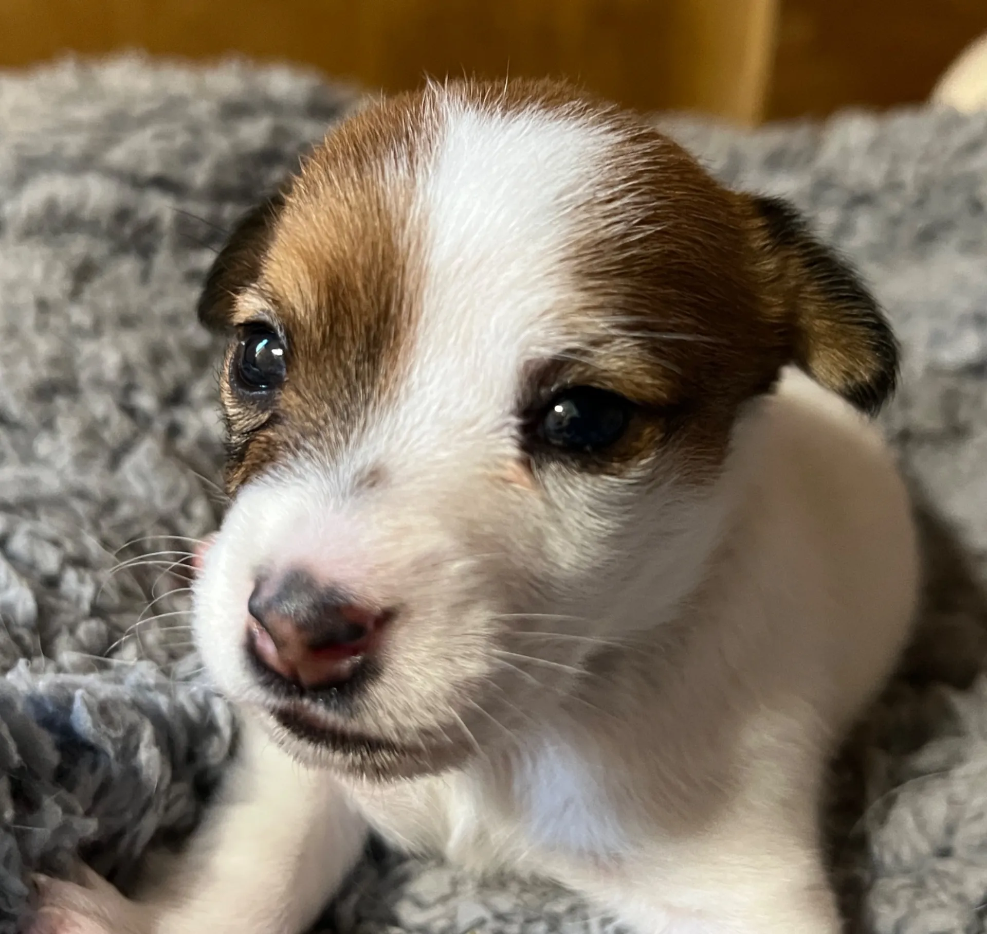 くろみつ次女ちゃん、2025年6月11日生まれ