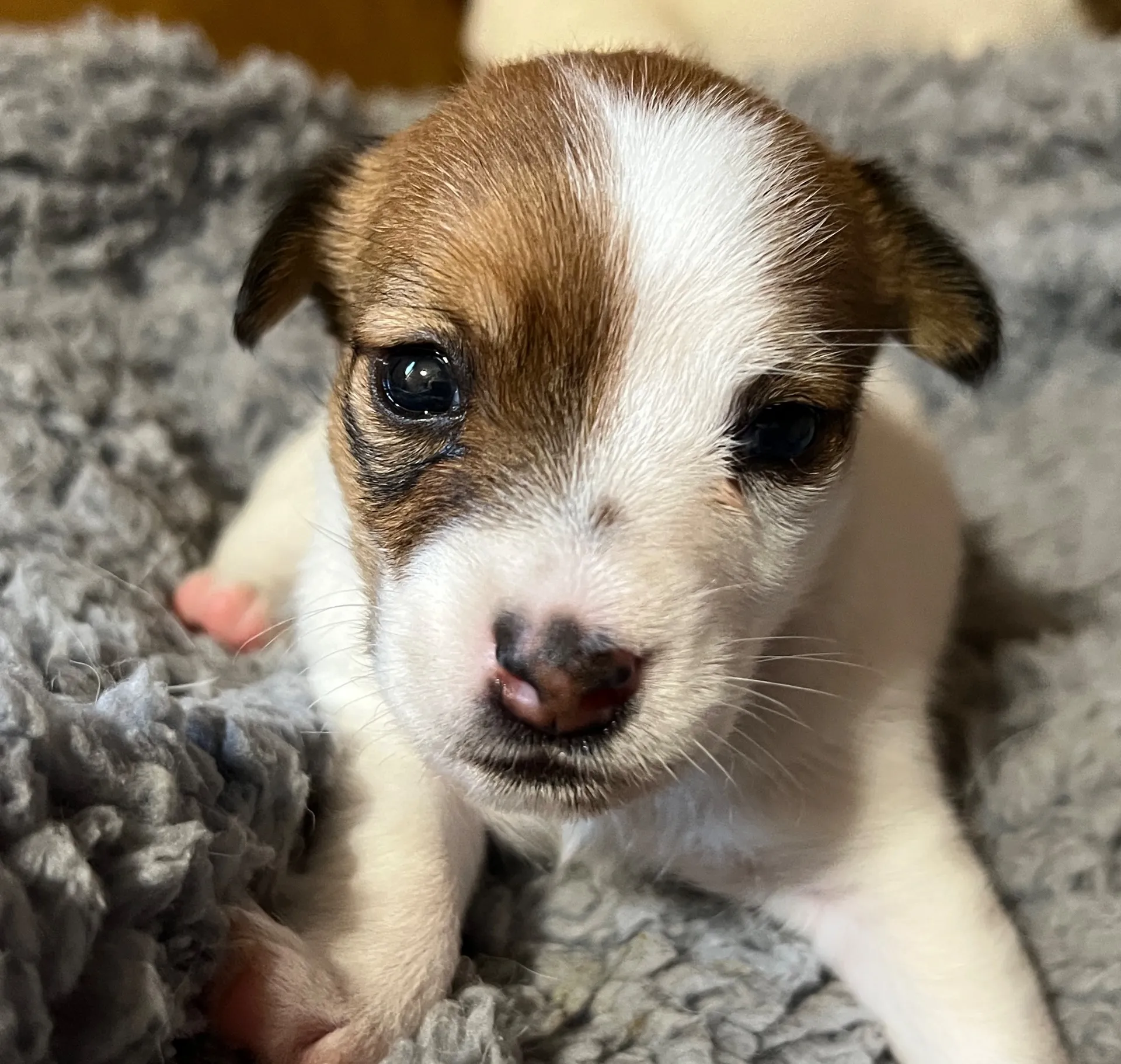 くろみつ次女ちゃん、2025年6月11日生まれ