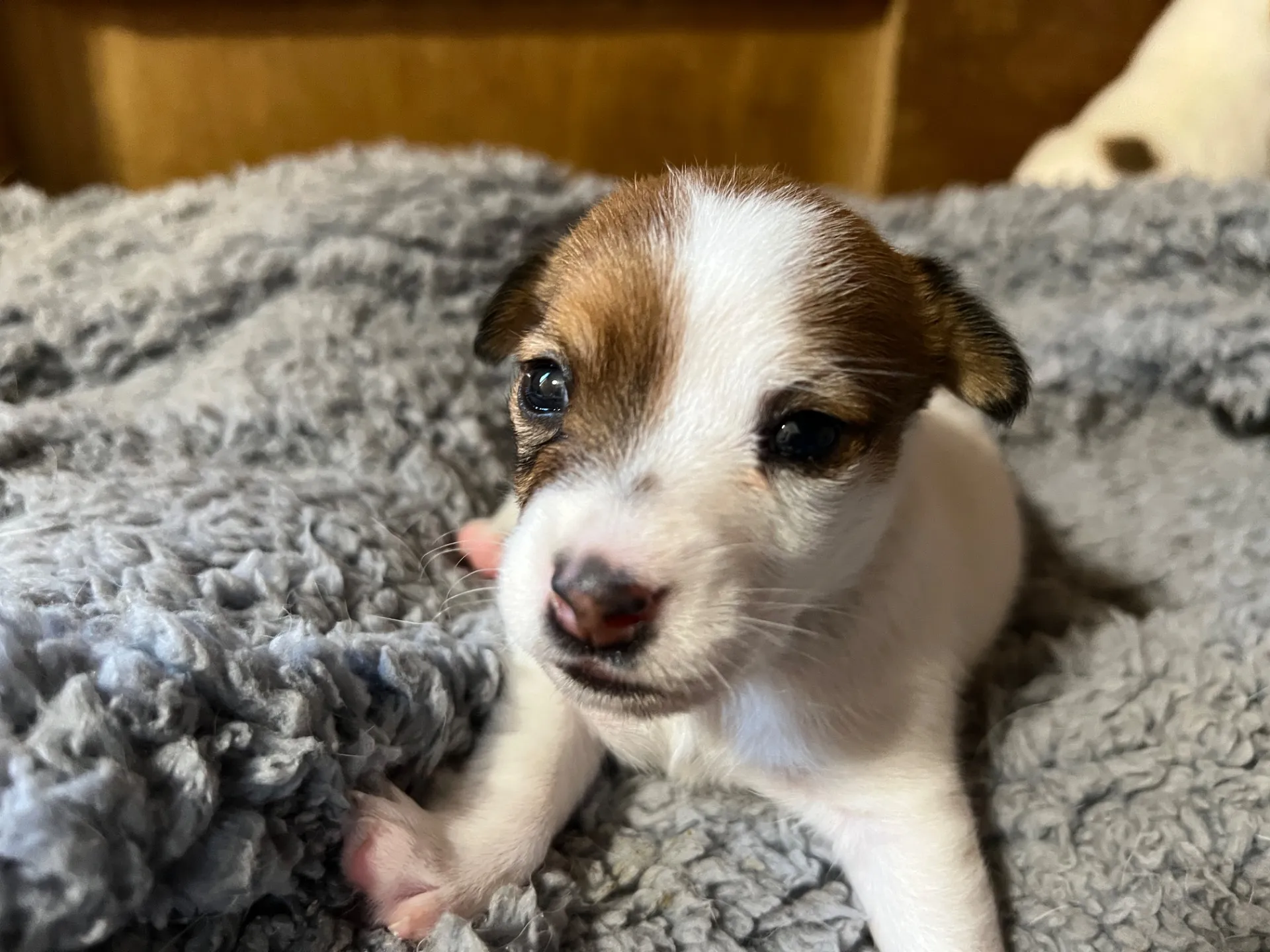 くろみつ次女ちゃん、2025年6月11日生まれ
