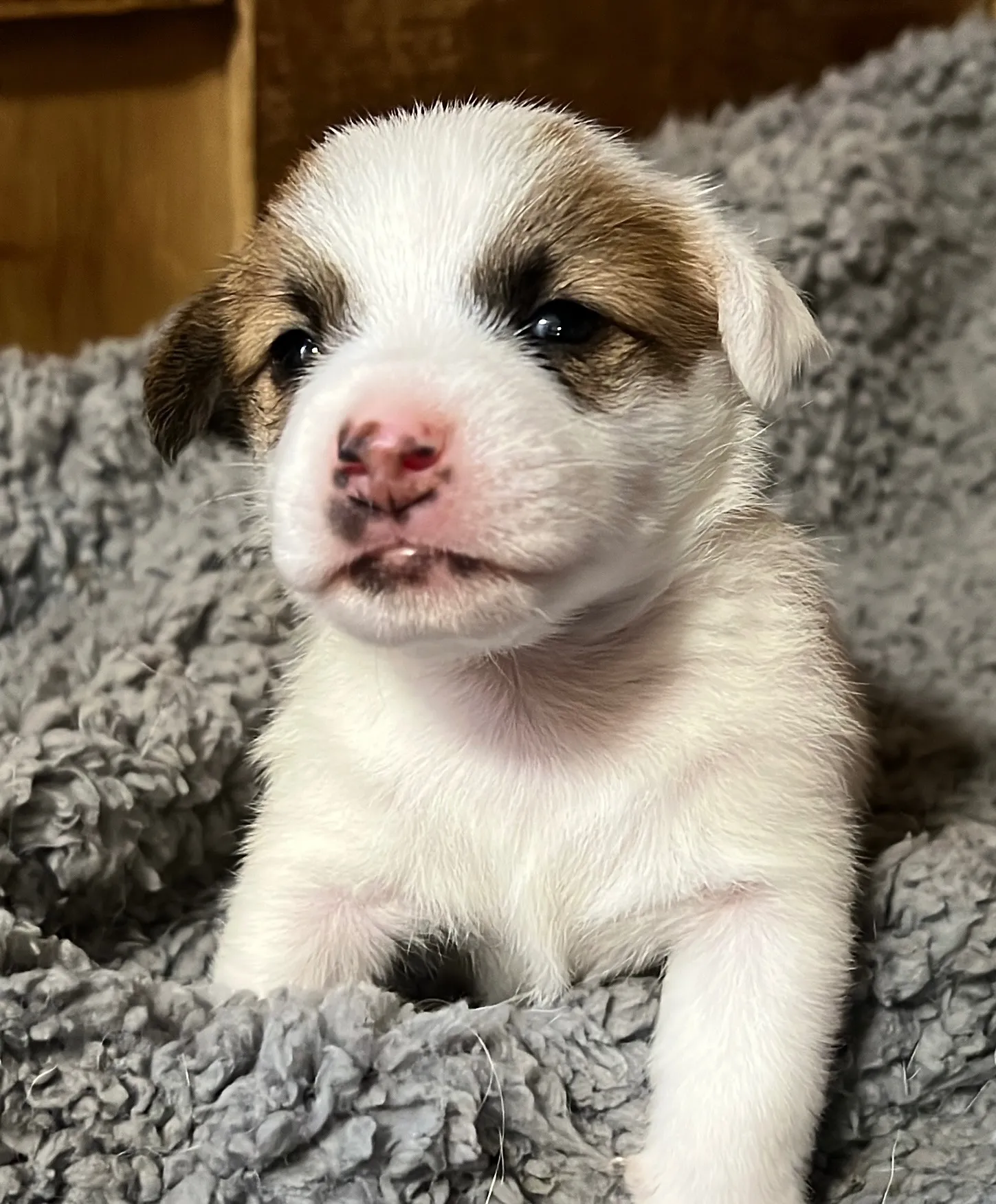 くろみつ三女ちゃん、2025年6月11日生まれ