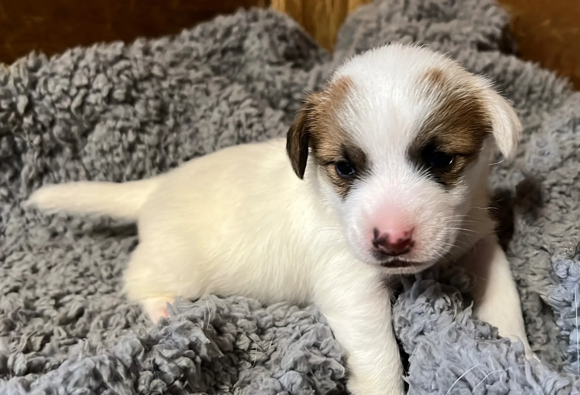 くろみつ三女ちゃん、2025年6月11日生まれ