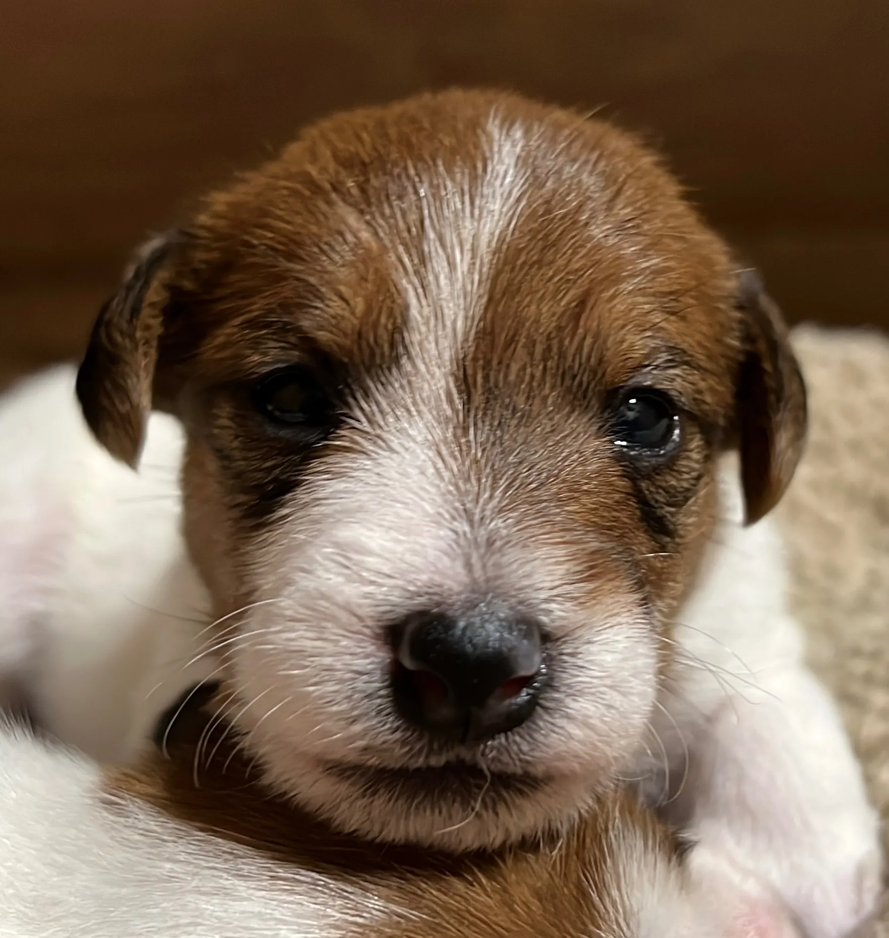 プリマ次女ちゃん、2025年6月17日生まれ