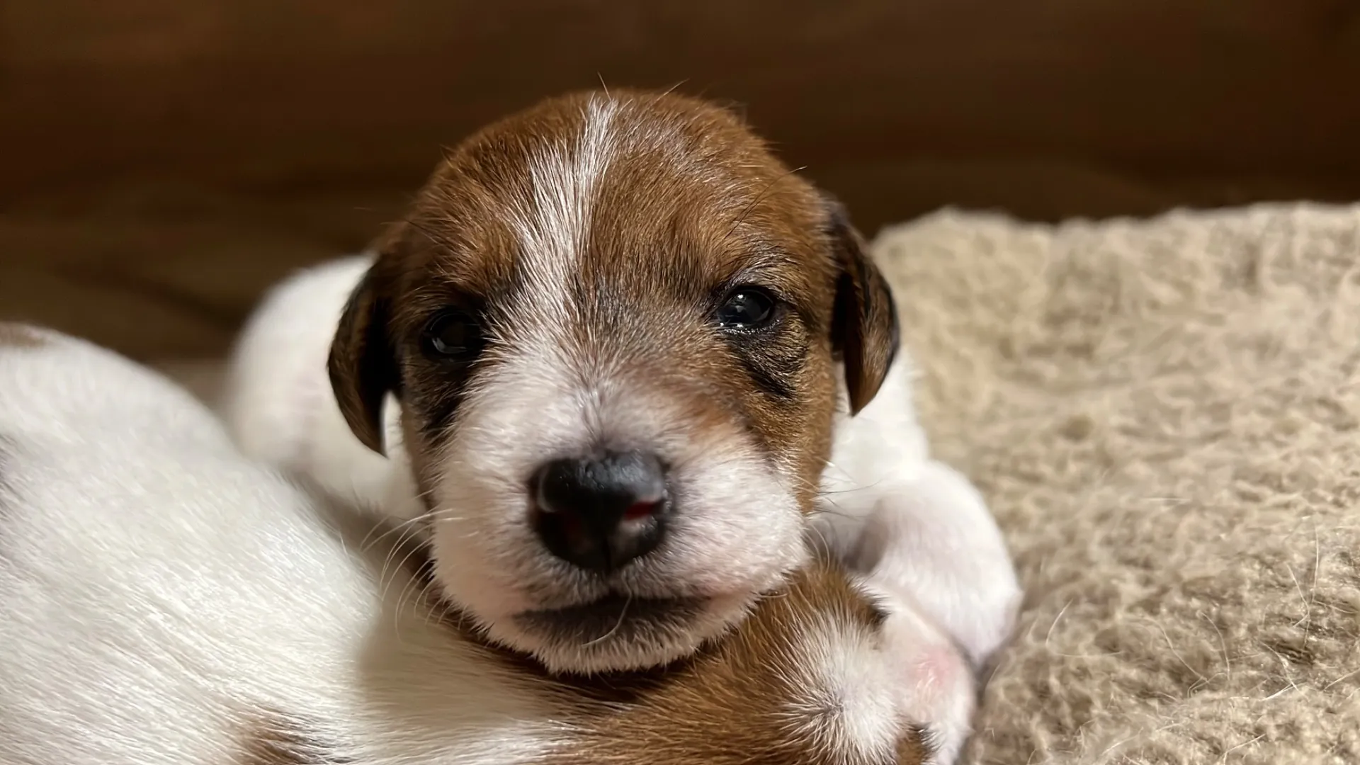 プリマ次女ちゃん、2025年6月17日生まれ