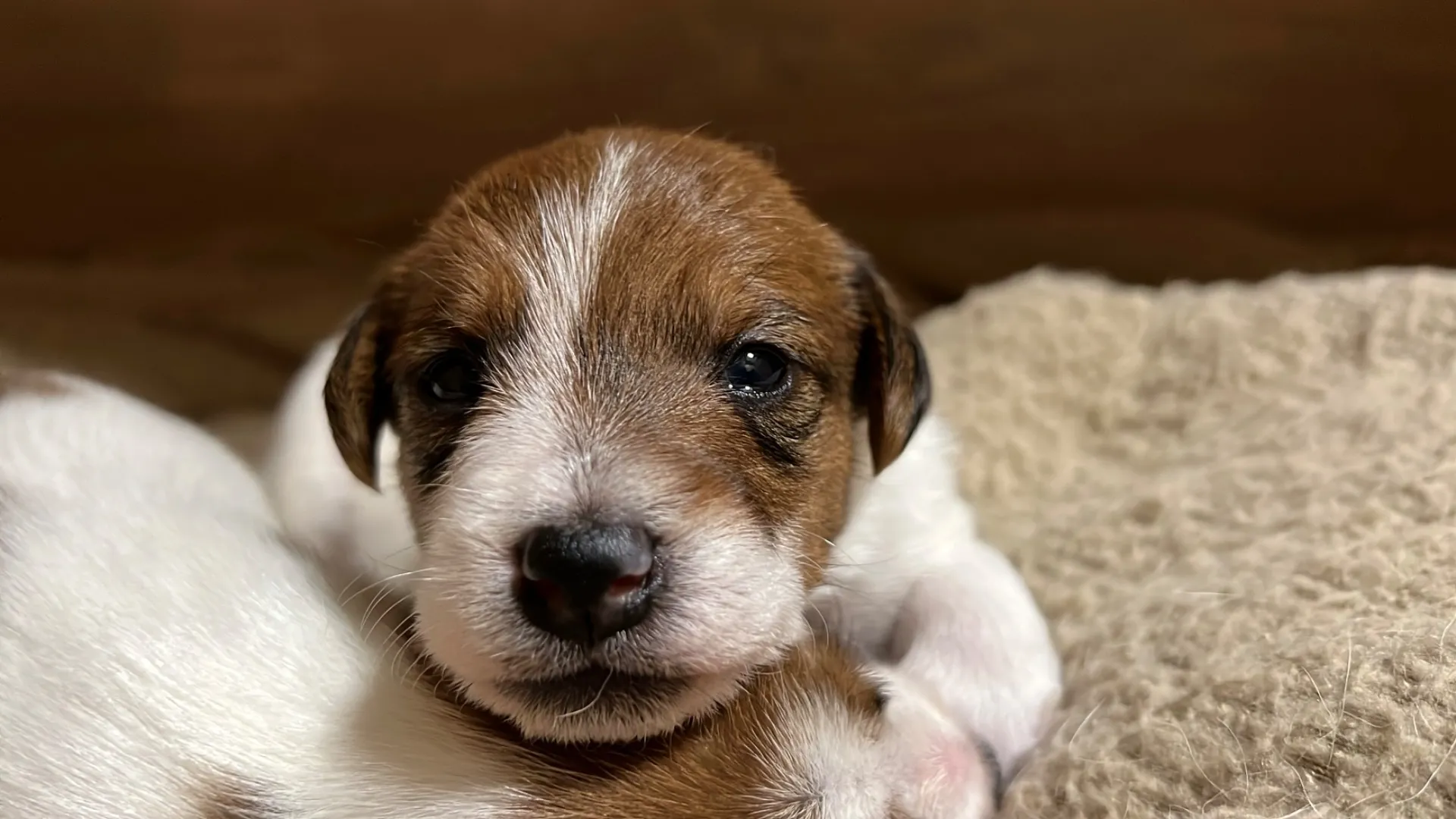 プリマ次女ちゃん、2025年6月17日生まれ
