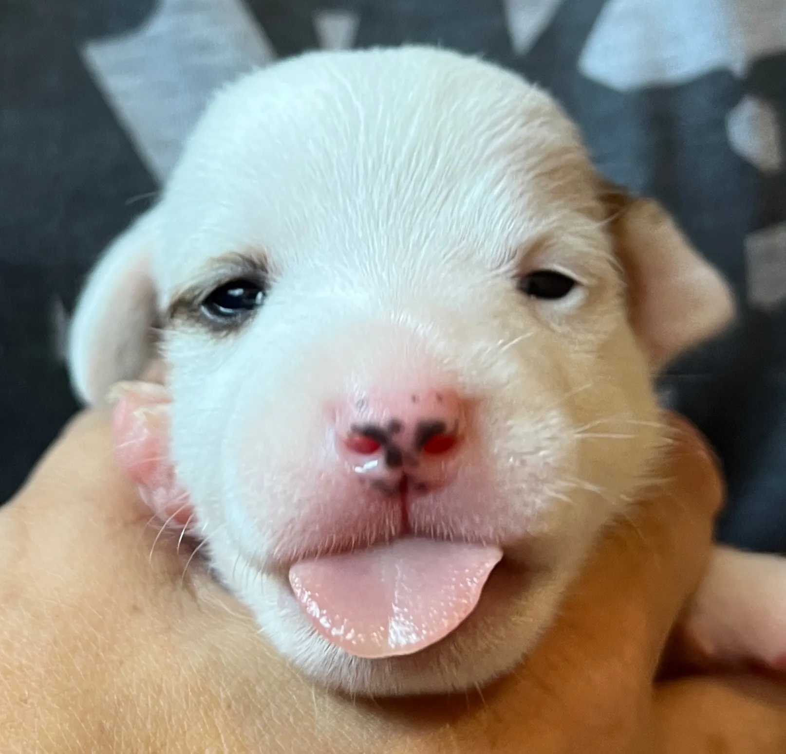 あんこ長女ちゃん、2025年6月18日生まれ