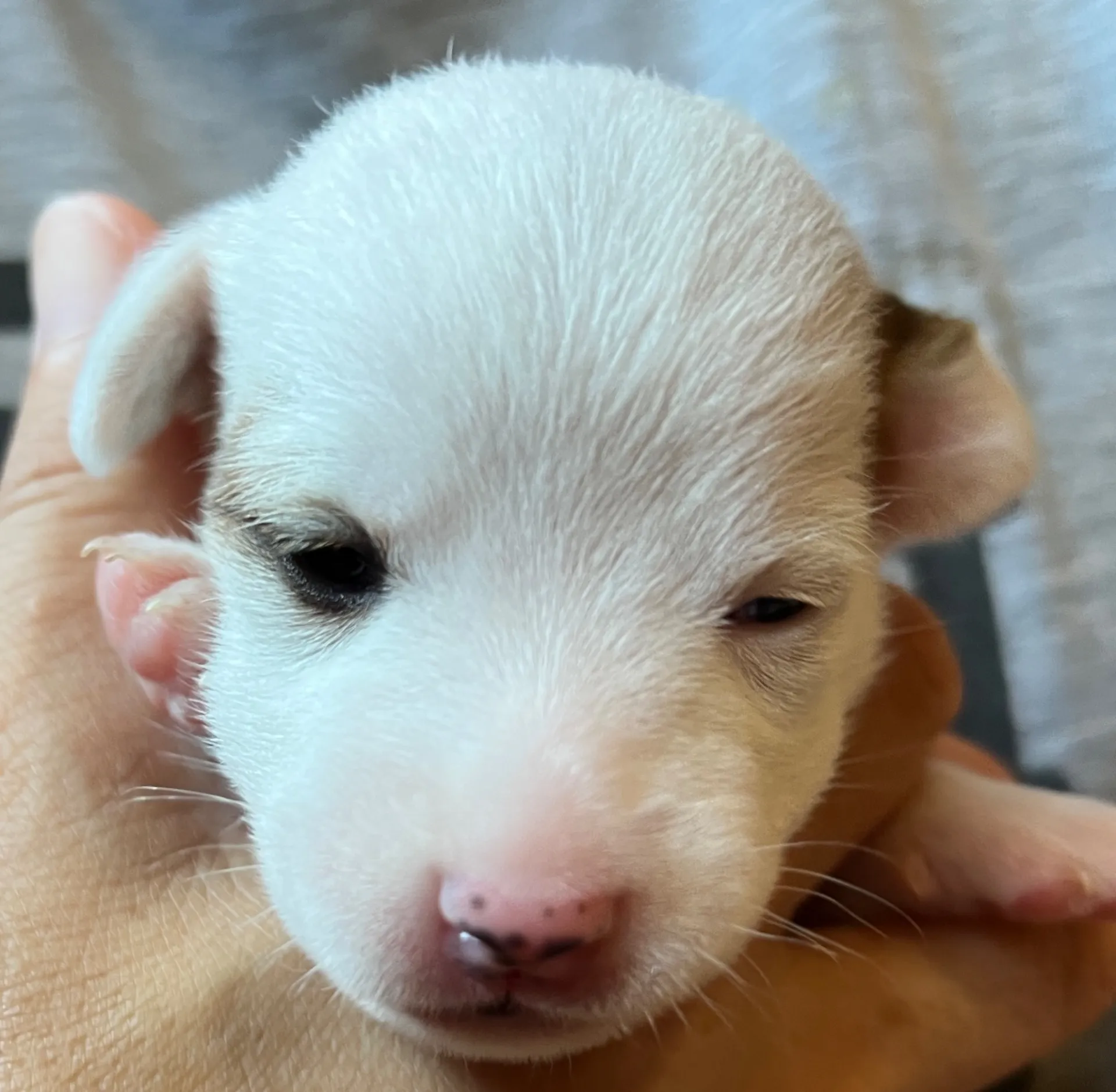 あんこ長女ちゃん、2025年6月18日生まれ