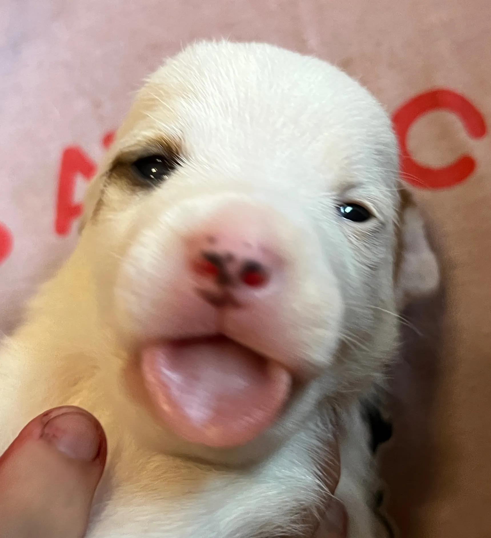 あんこ長女ちゃん、2025年6月18日生まれ