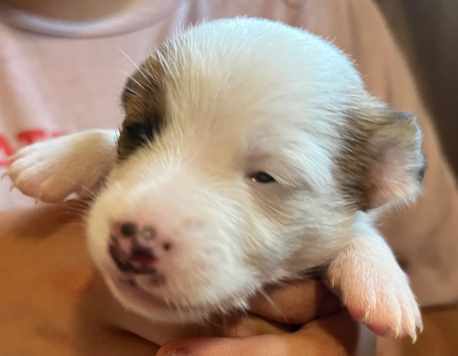 あんこ次女ちゃん、2025年6月18日生まれ