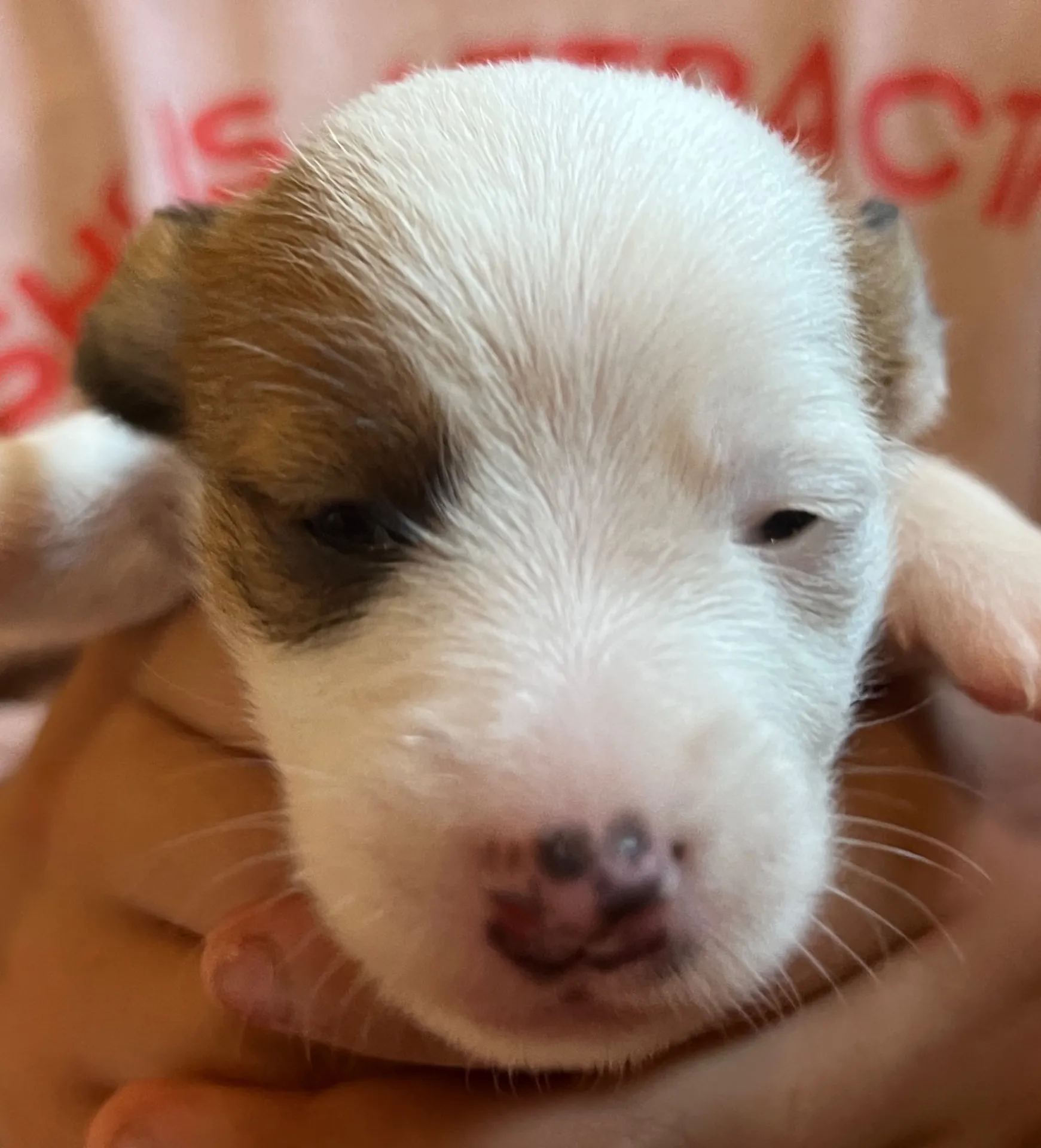 あんこ次女ちゃん、2025年6月18日生まれ