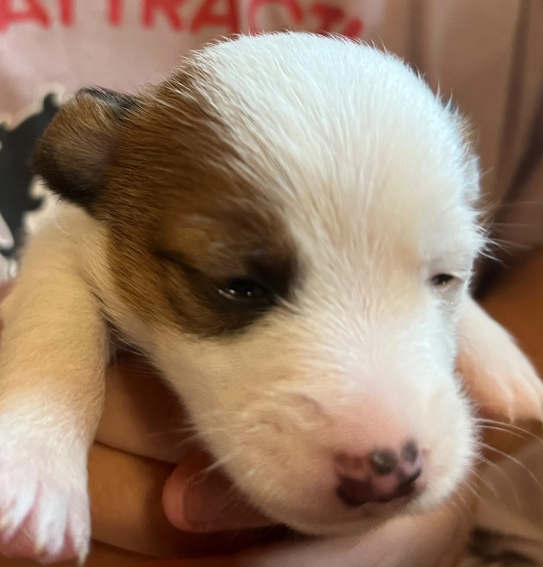 あんこ次女ちゃん、2025年6月18日生まれ