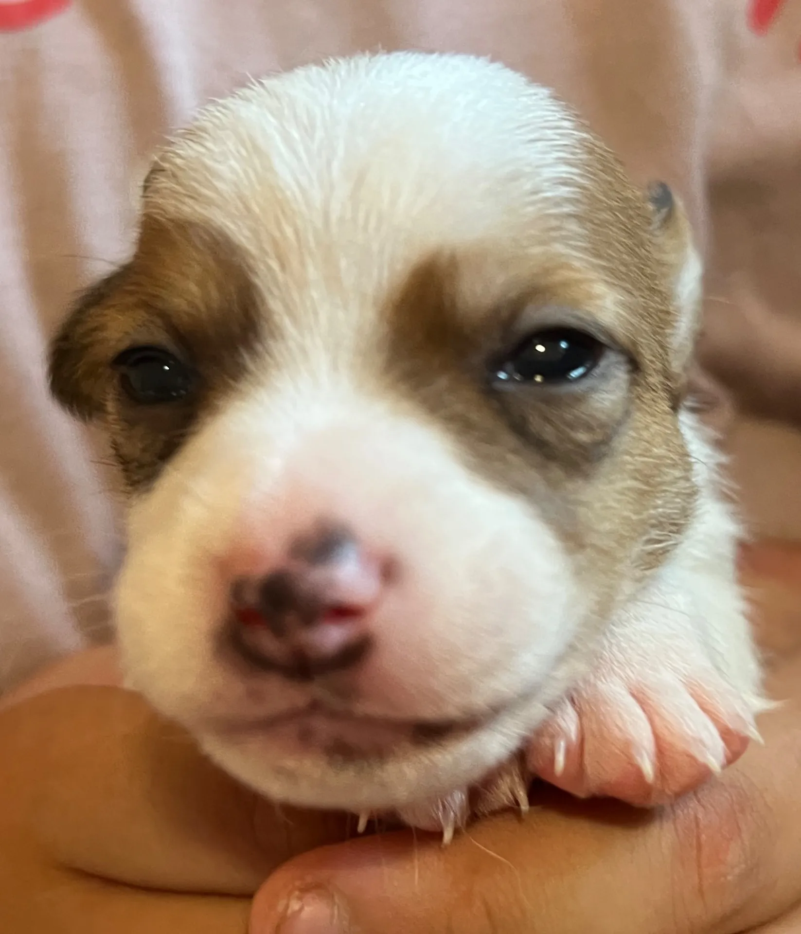 あんこ三女ちゃん、2025年6月18日生まれ