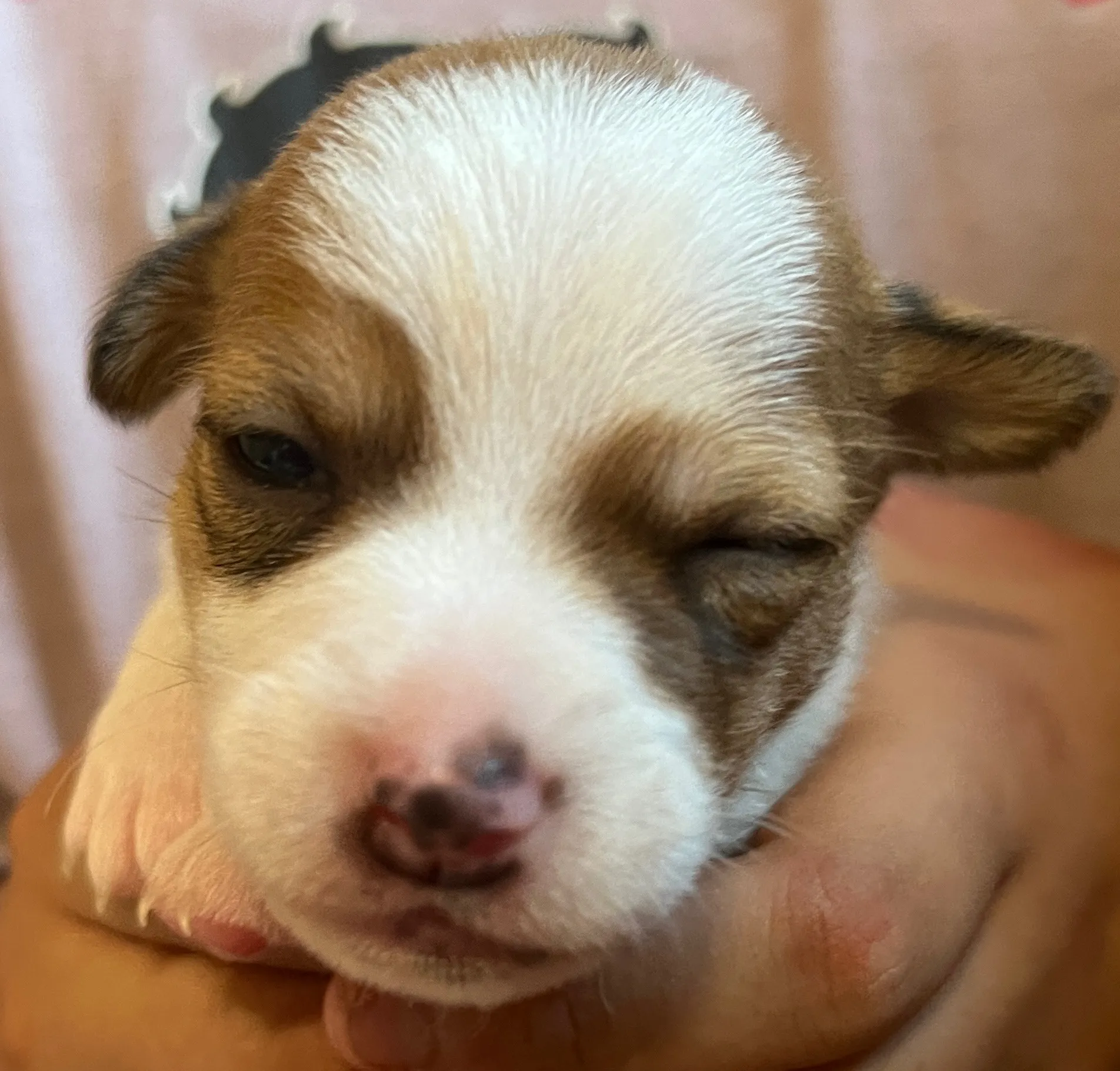 あんこ三女ちゃん、2025年6月18日生まれ