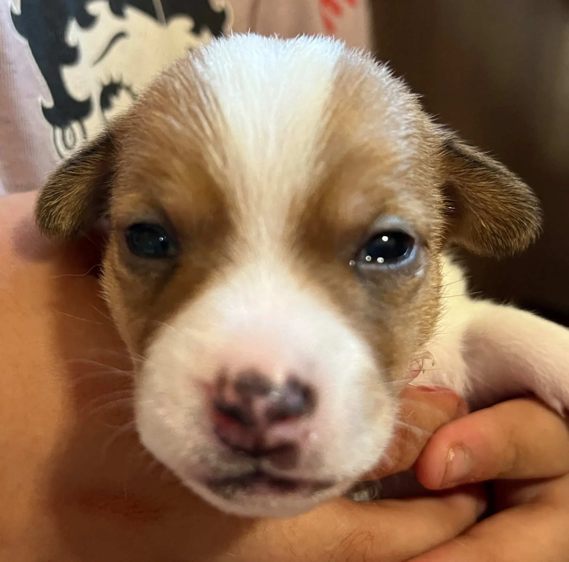 あんこ長男くん、2025年6月18日生まれ