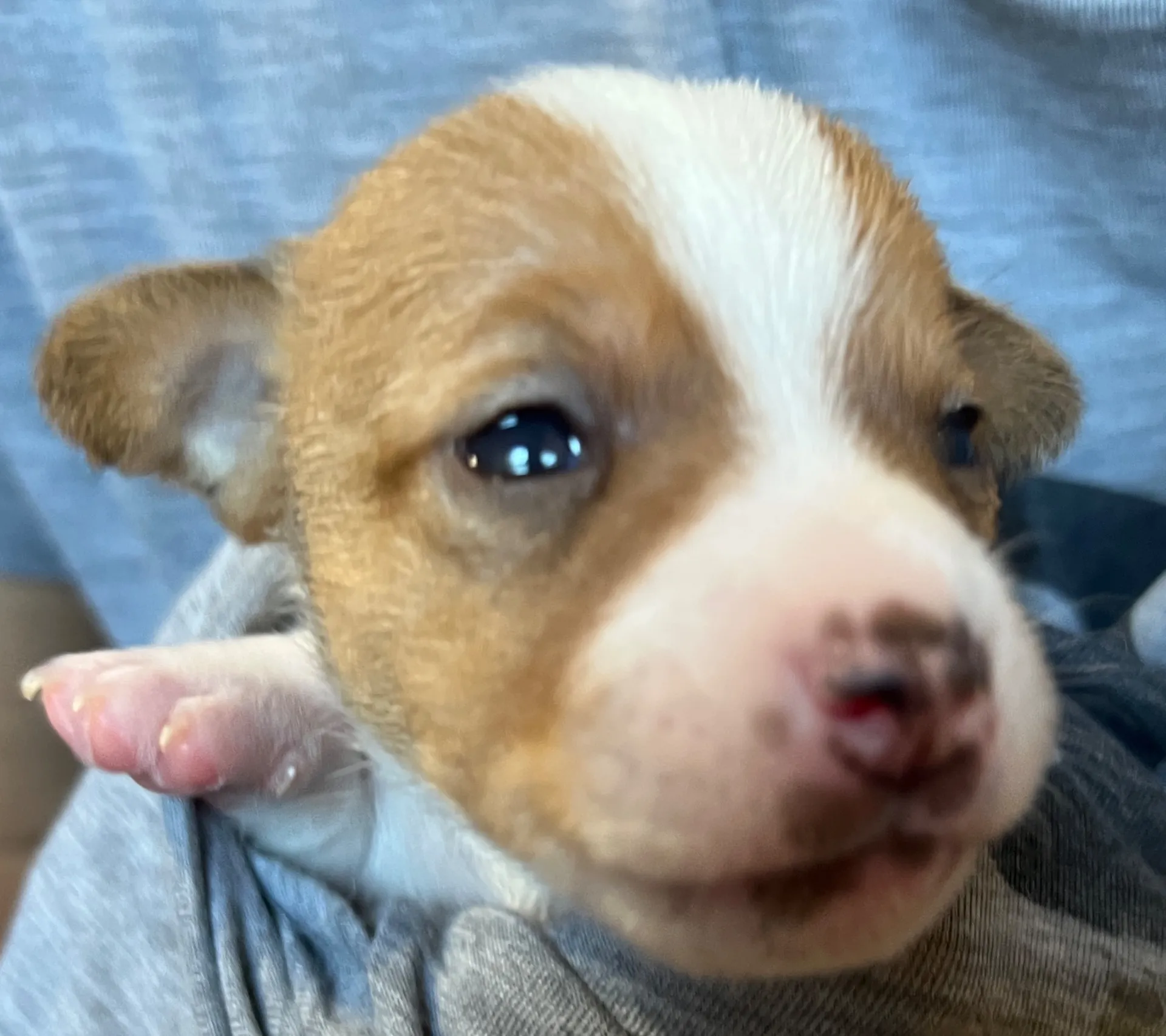 あんこ長男くん、2025年6月18日生まれ