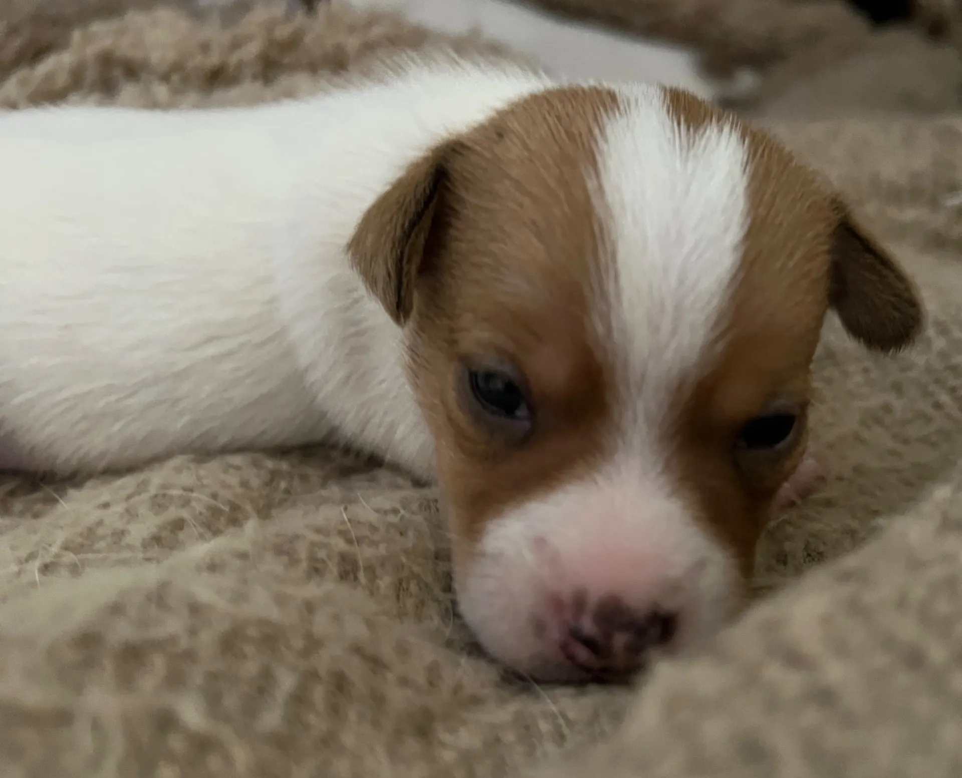 あんこ長男くん、2025年6月18日生まれ