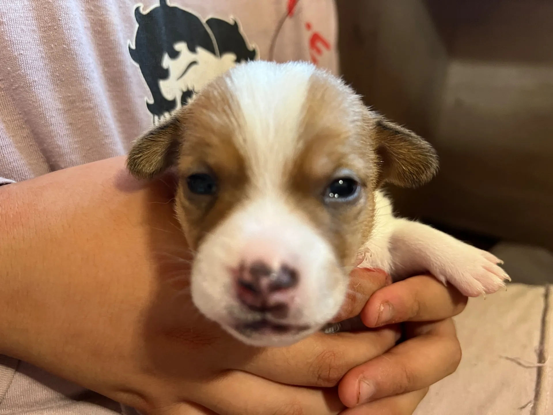 あんこ長男くん、2025年6月18日生まれ