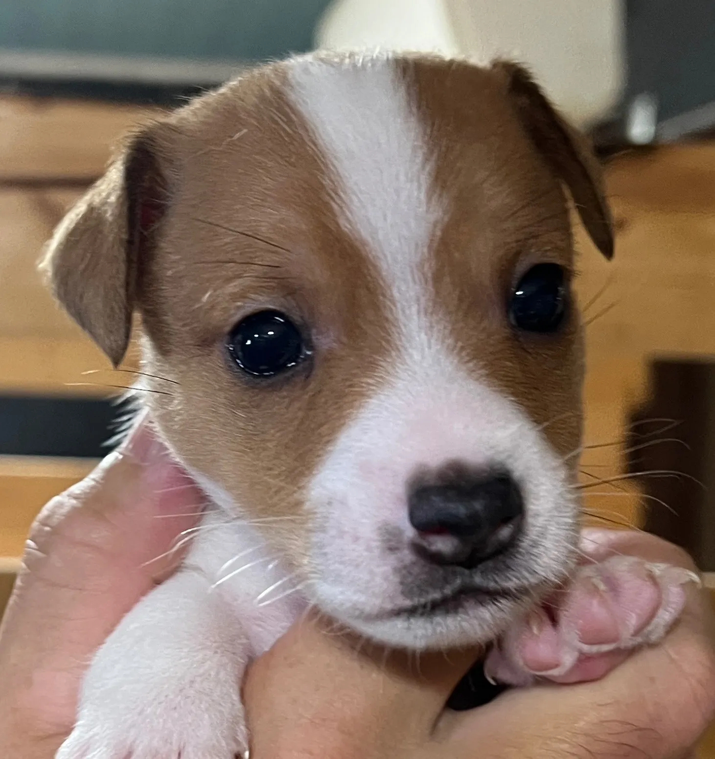 あんこ長男くん、2025年6月18日生まれ